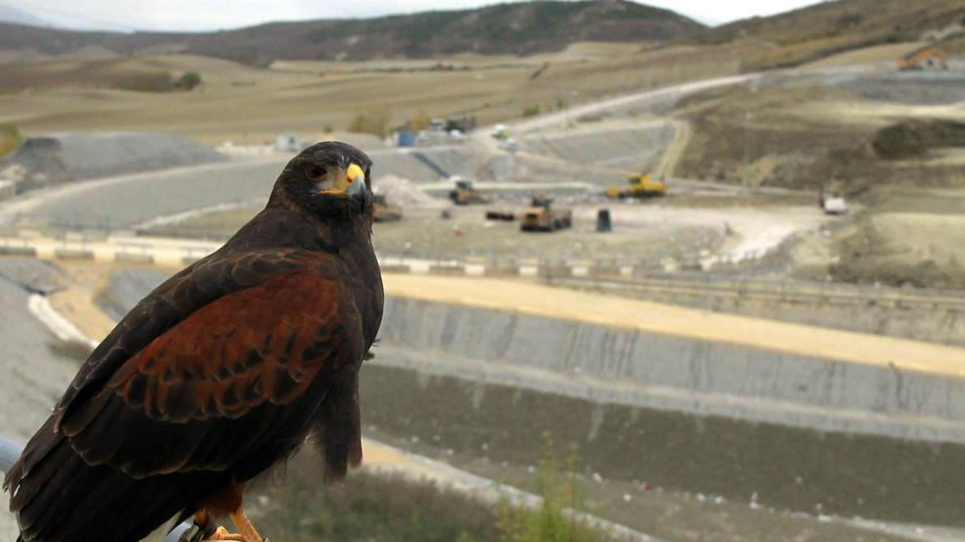 Halcones y águilas evitan daños a maquinaria y equipos en Góngora