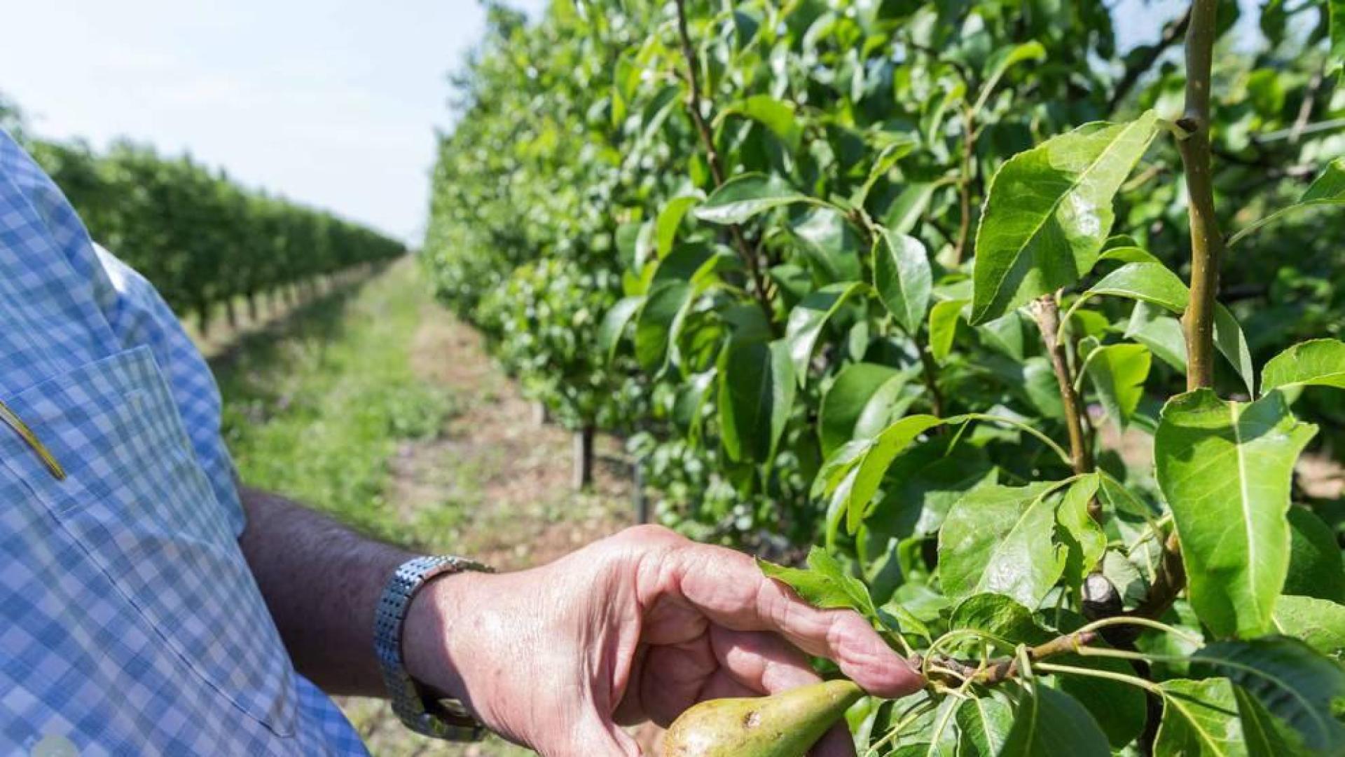 El granizo ha causado en Navarra daños en más de 31.200 hectáreas y la sequía en 11.200