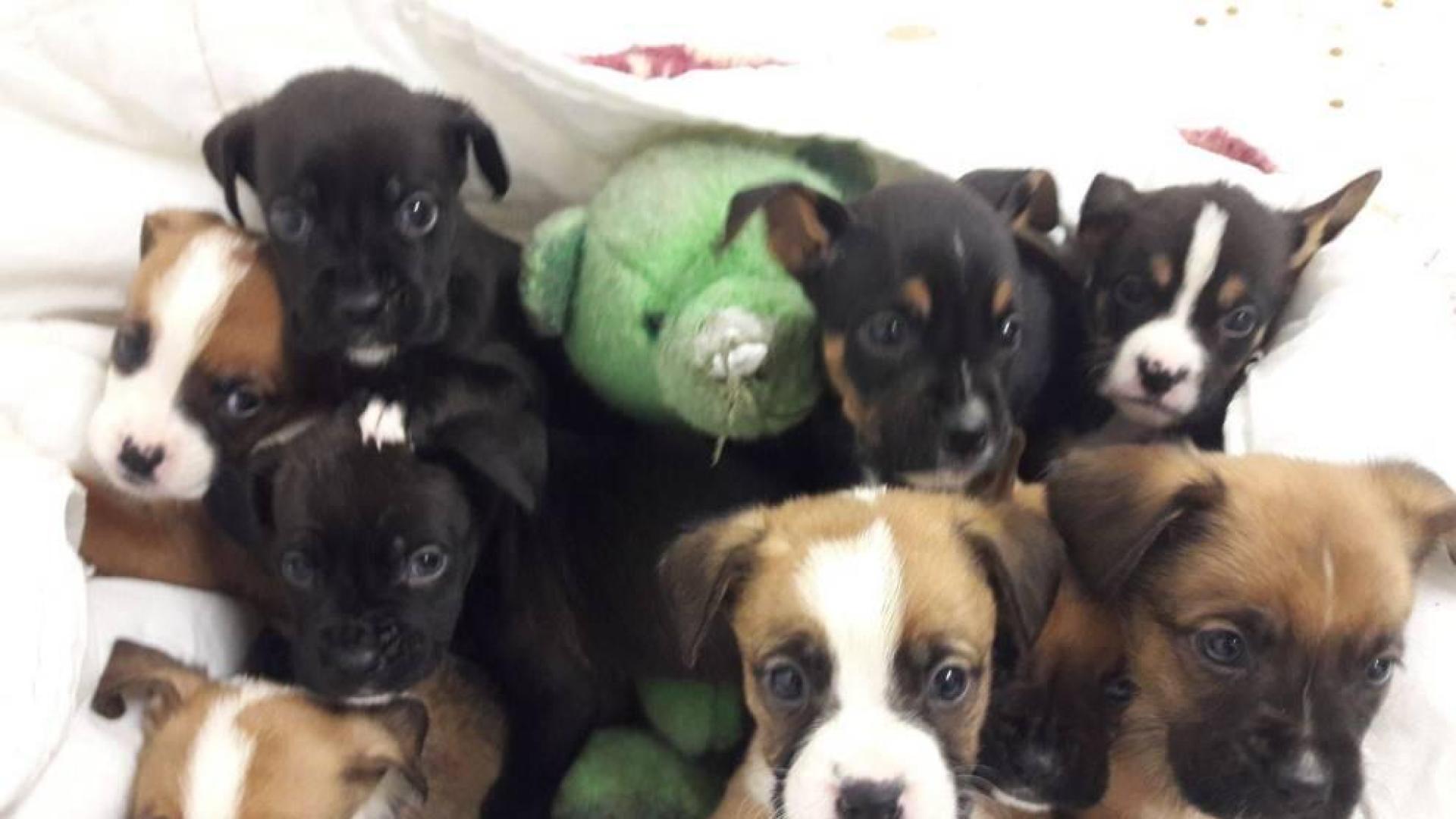Imputan un delito de abandono y maltrato de cachorros en Sarriguren