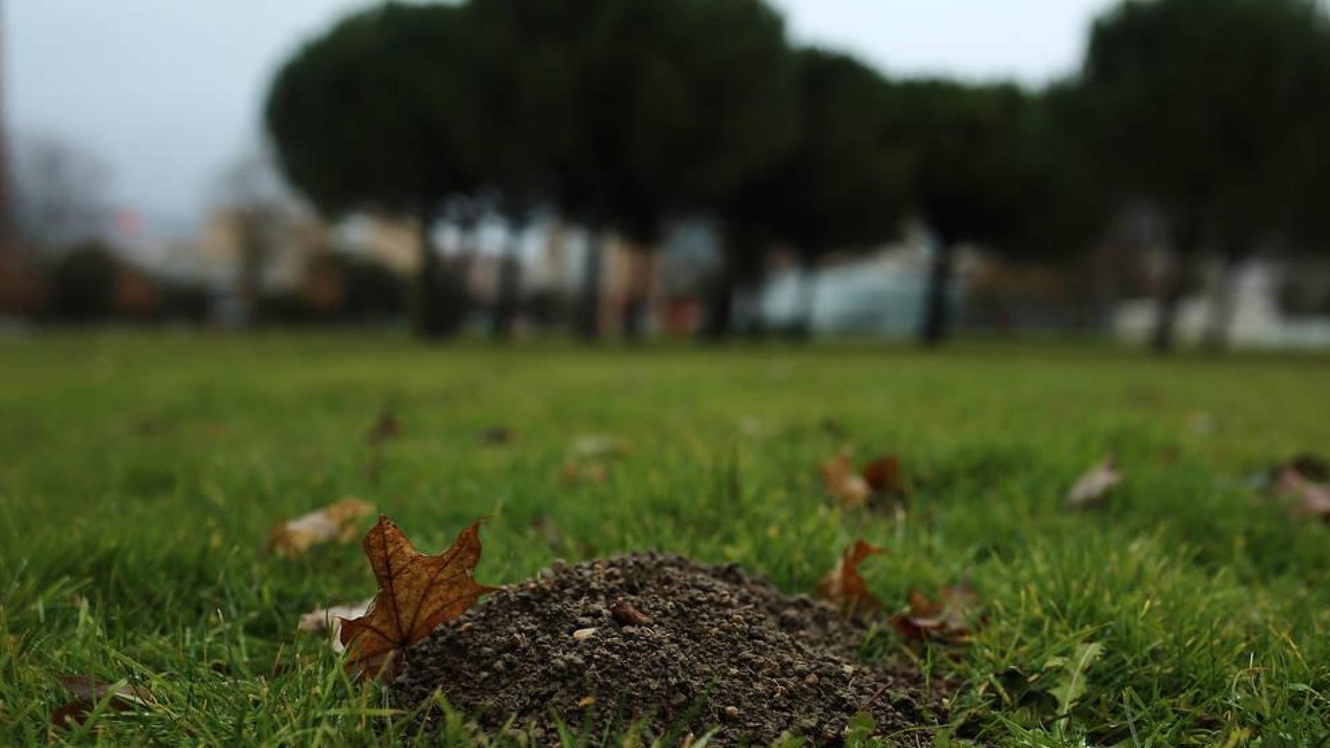 Topos y topillos agujerean los jardines de Pamplona