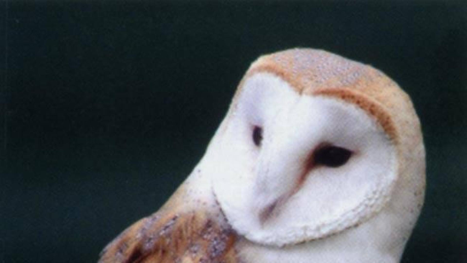 La lechuza común, una rapaz nocturna muy amenazada, elegida Ave del Año 2018