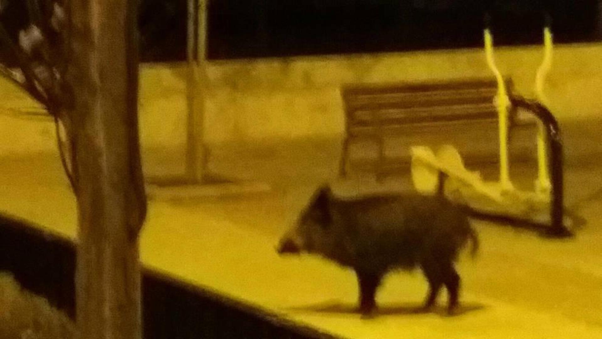 Crece el número de reclamaciones a los cotos de caza por atropellos