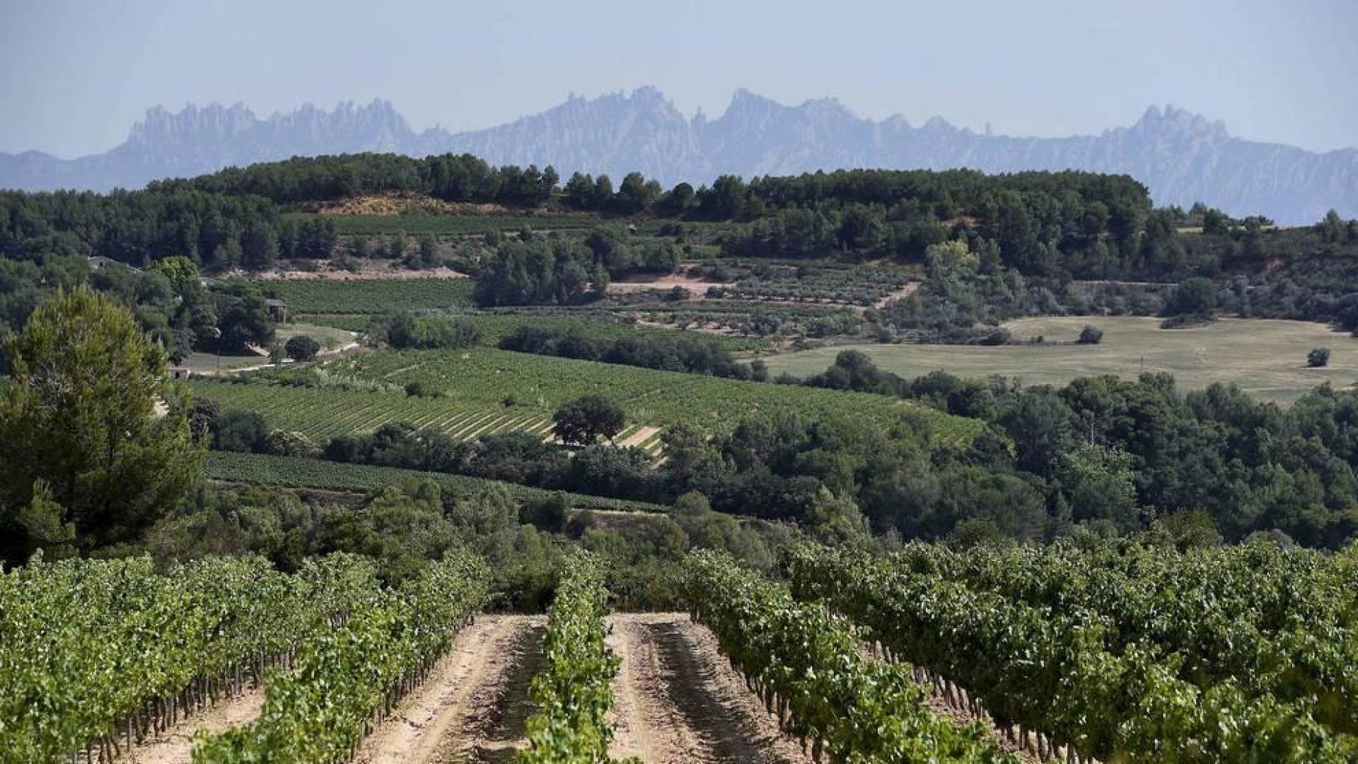 El cava en la encrucijada: ¿Dónde está el límite a la expansión de viñedos?