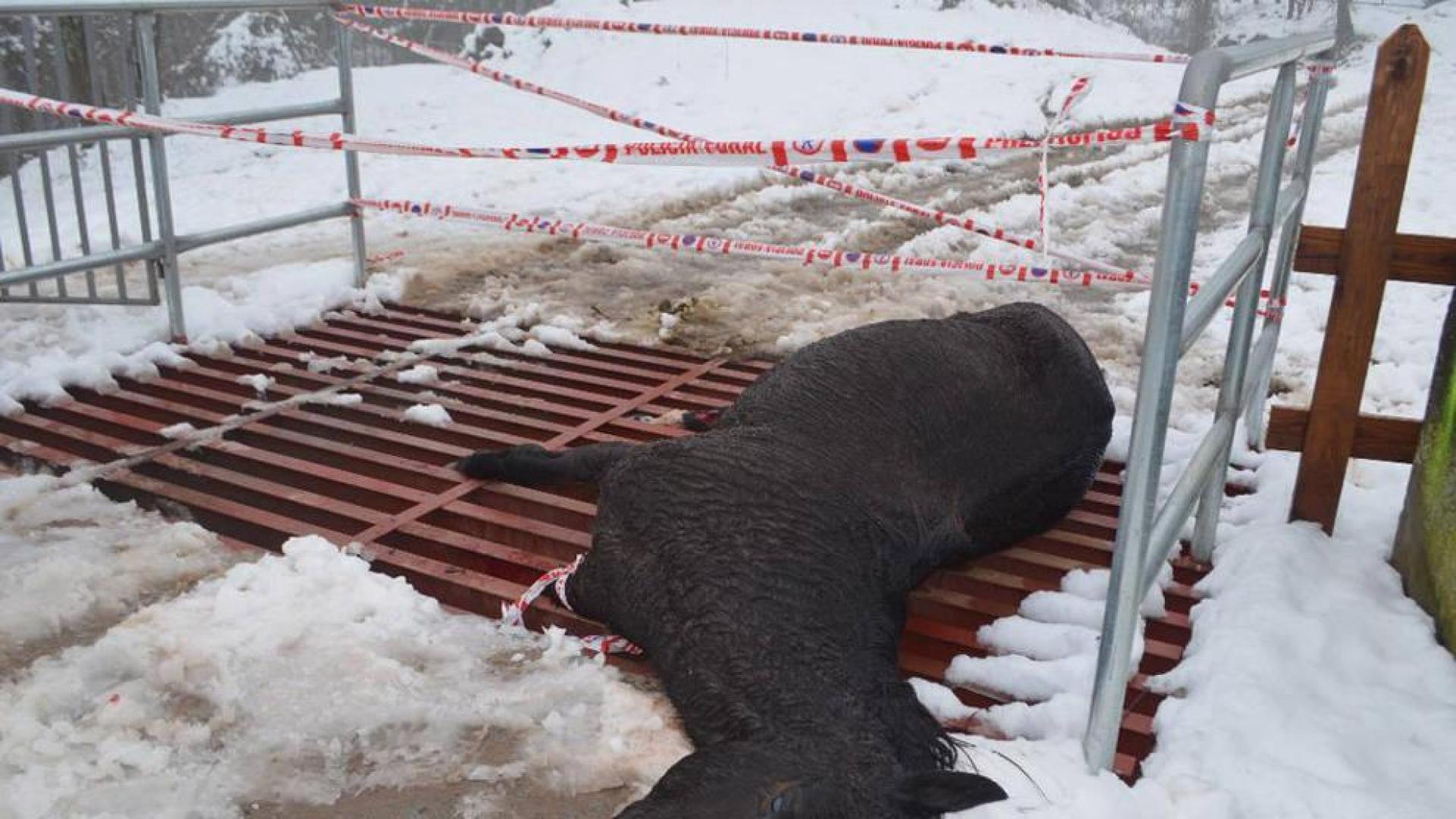 Unos jóvenes no logran salvar a una yegua atrapada en un paso canadiense en Lekaroz