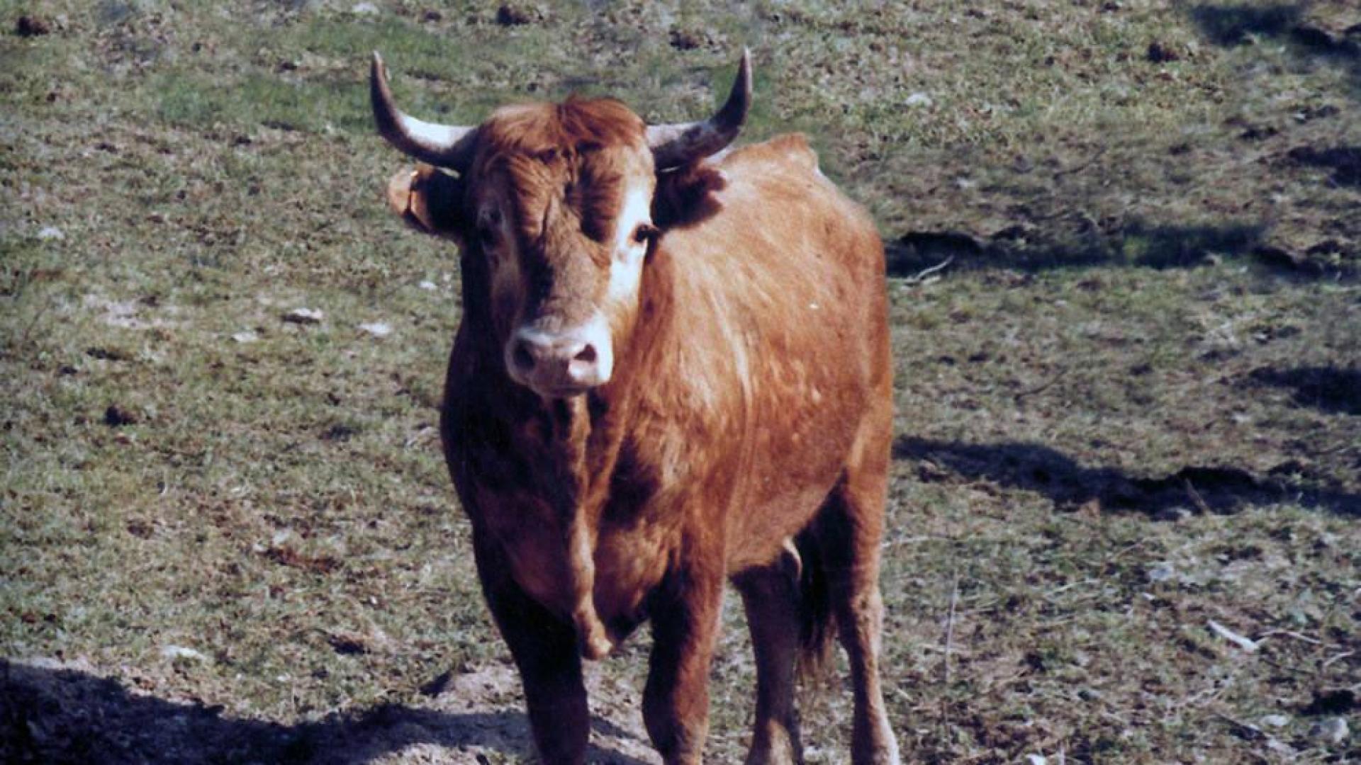 El Gobierno autoriza el uso del logotipo 'Raza autóctona' a la raza bovina Betizu