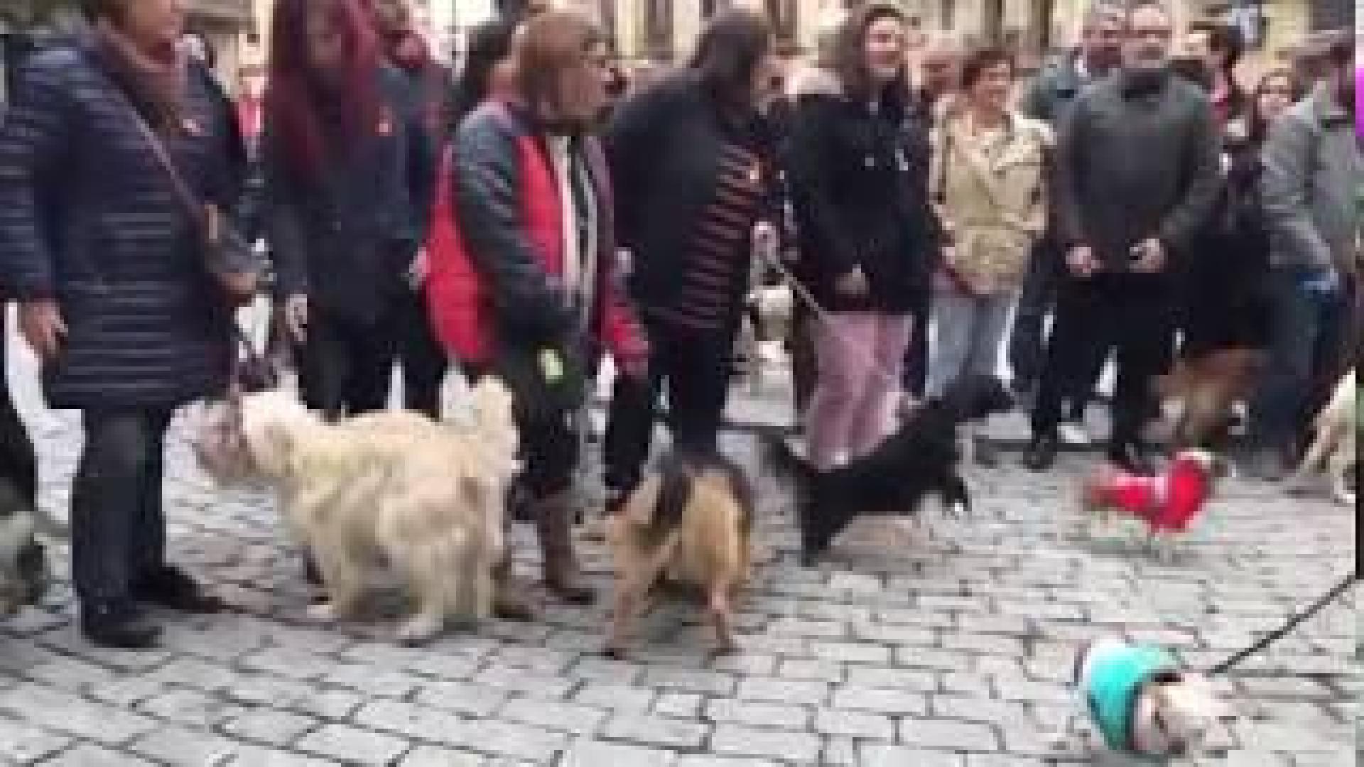 Rechazo vecinal a la nueva ordenanza de animales en Olite