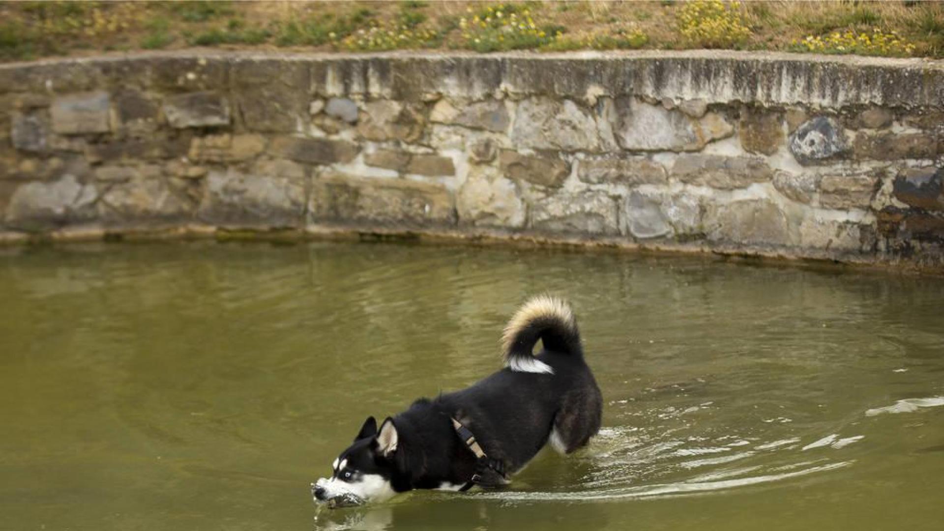 Un perro en un estanque de Pamplona