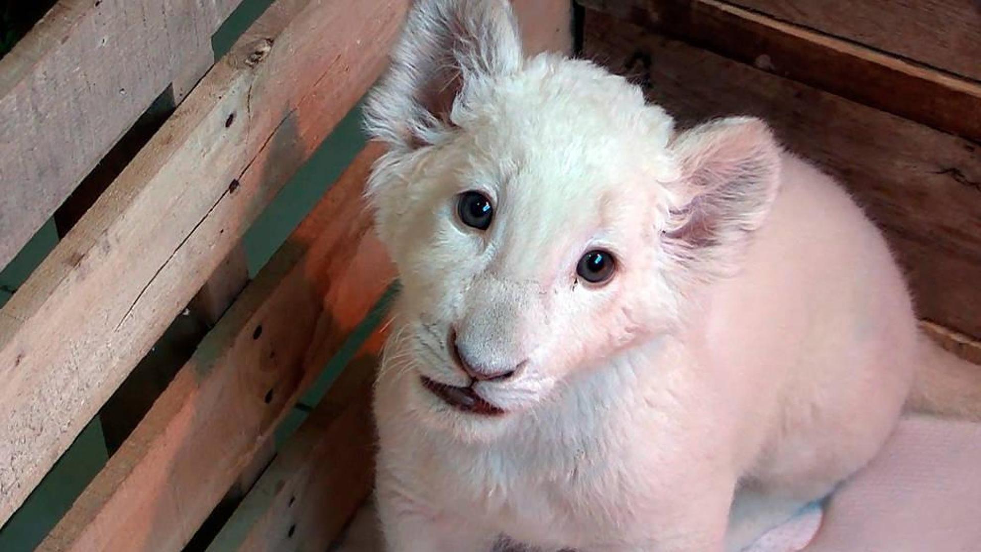 El primer león blanco nacido en cautividad en México, un "cachorro milagro"