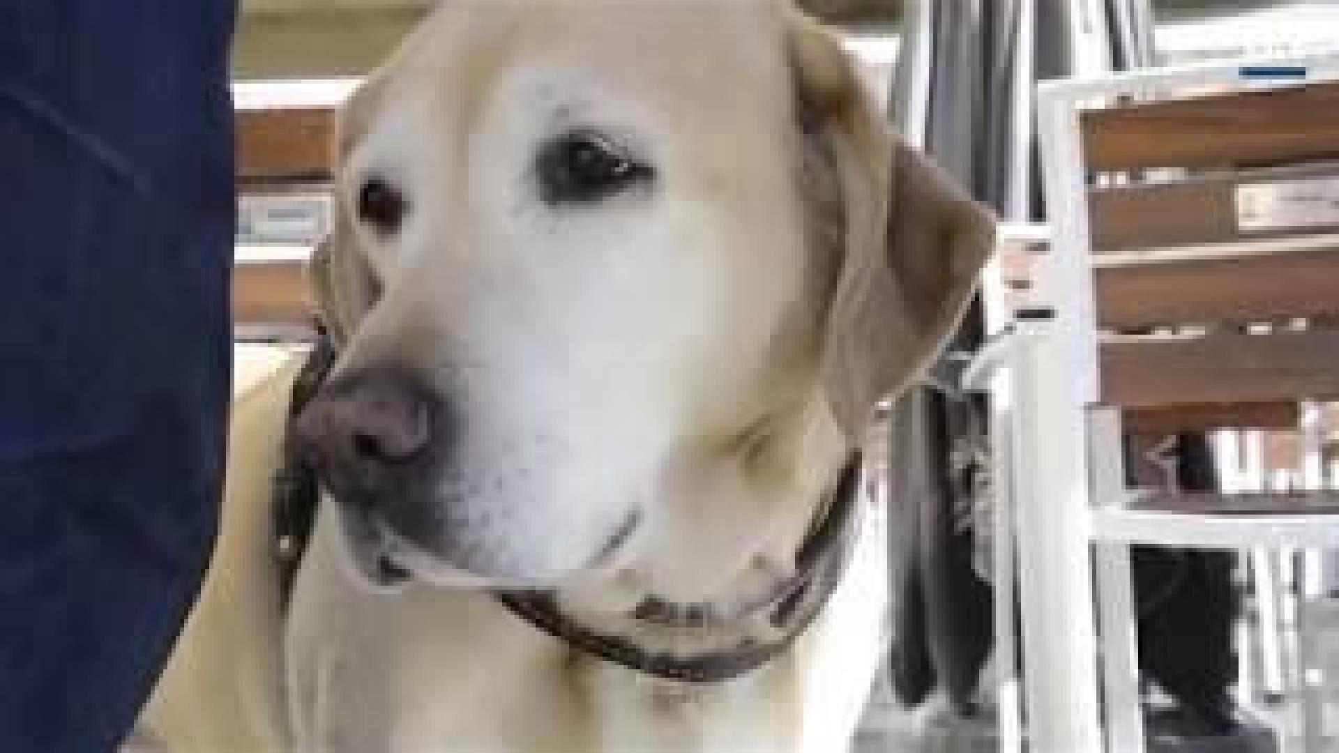 Mi mascota y yo | Xabier Durán nos presenta a su perra guía Faida