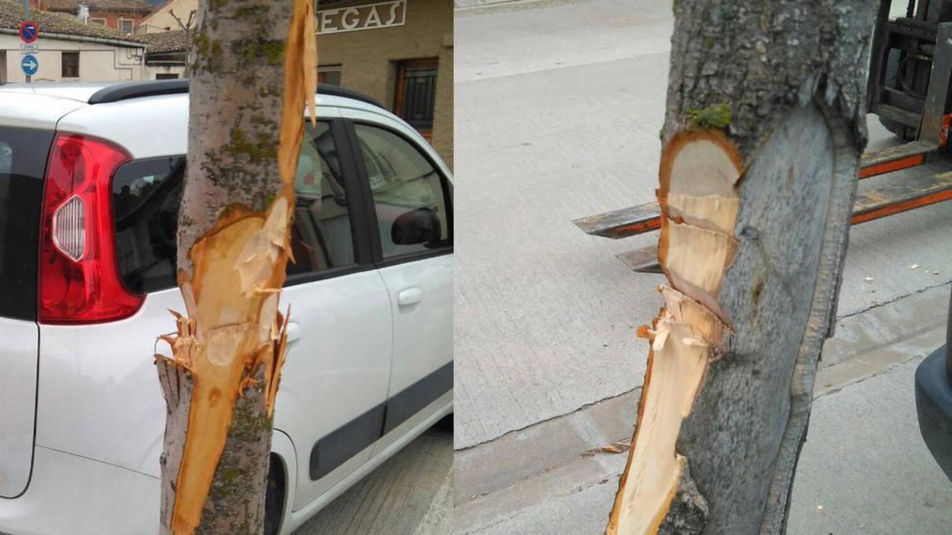 Denuncian los actos vandálicos cometidos contra árboles en Falces