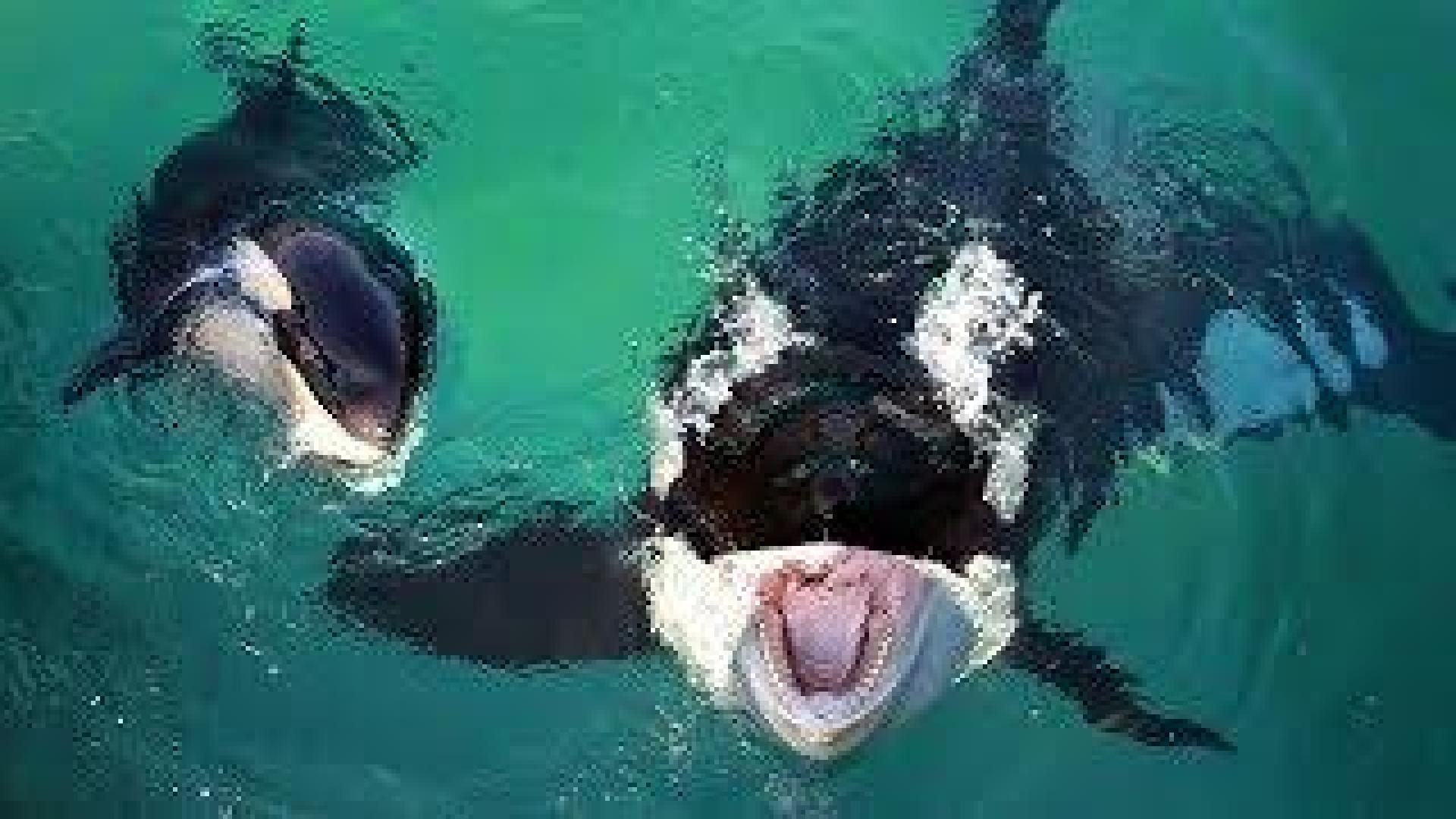 Una orca adiestrada en Francia reproduce palabras como "hola" y "adiós"