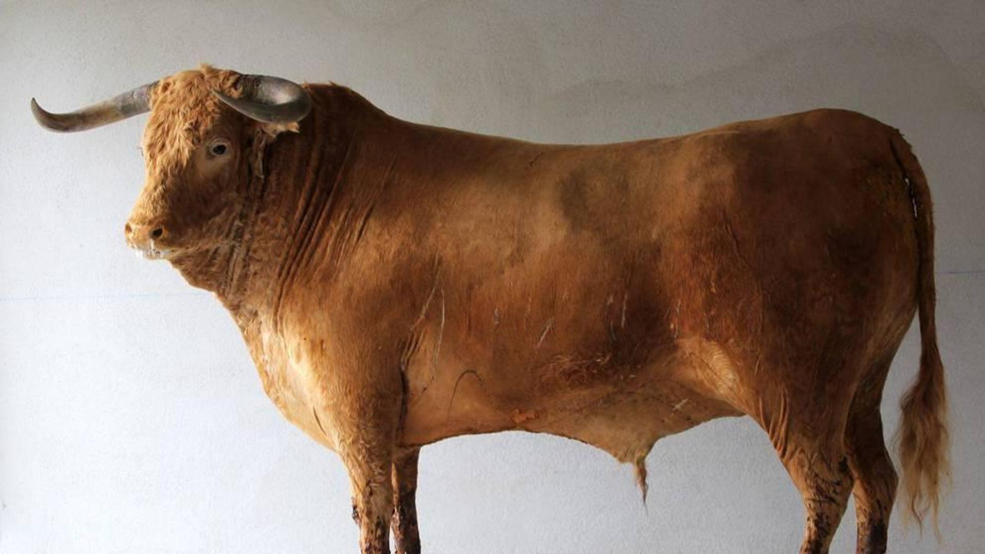 'Campero', el toro disecado por un navarro que jugara en la 'Champions'