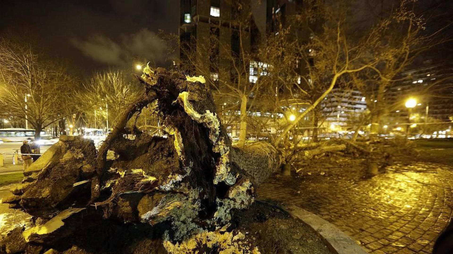 Dos personas resultaron heridas este lunes por la tarde en Pamplona al caerles encima un árbol en la Vuelta del Castillo de Pamplona, el situado en la confluencia de la Avenida del Ejército y Pío XII.