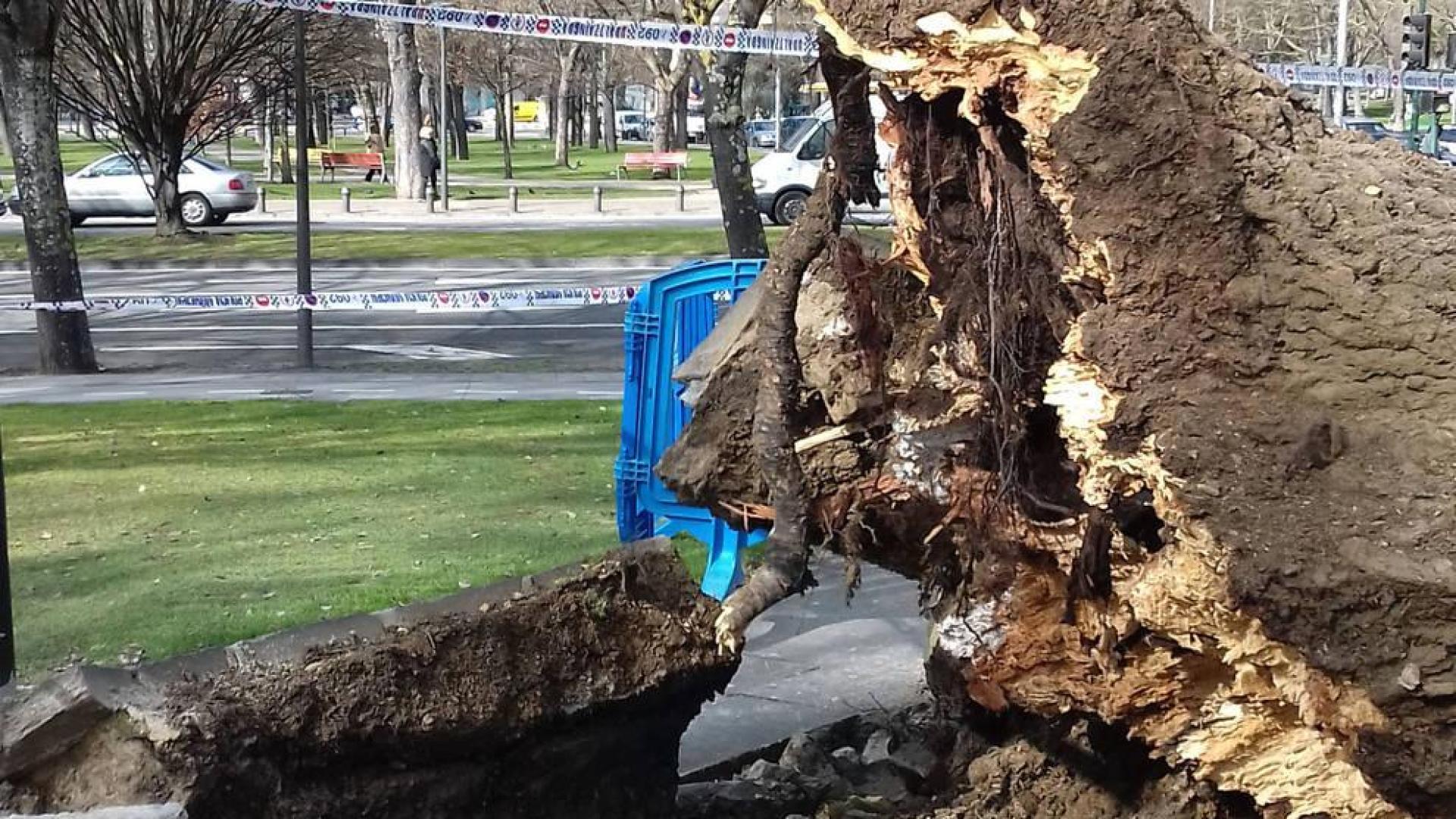 Los daños por los que cayó el árbol en la Vuelta del Castillo eran "indetectables"