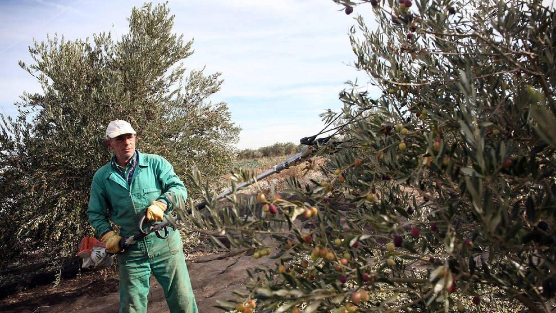 La producción de aceite se duplica en la Ribera tras una campaña récord