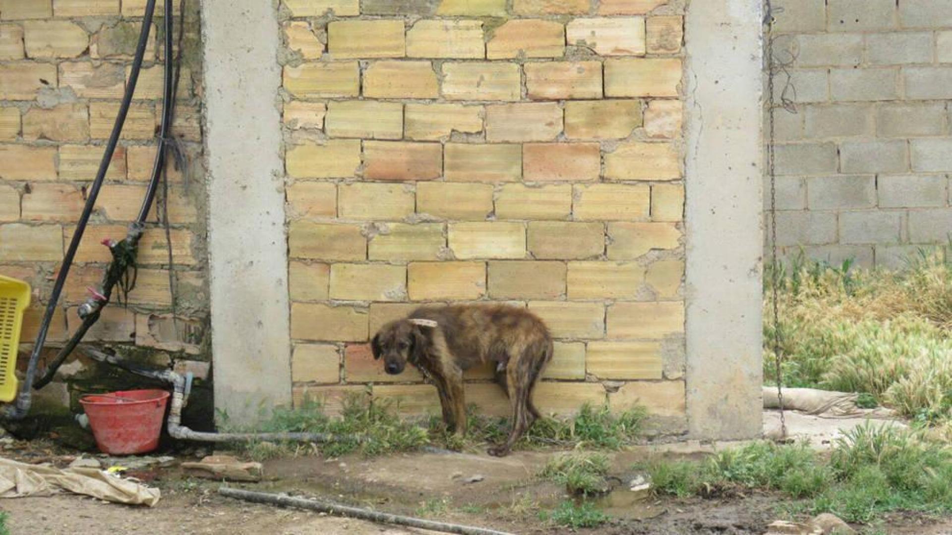 Reabren un caso por posible maltrato a animales en unas fincas de Cascante