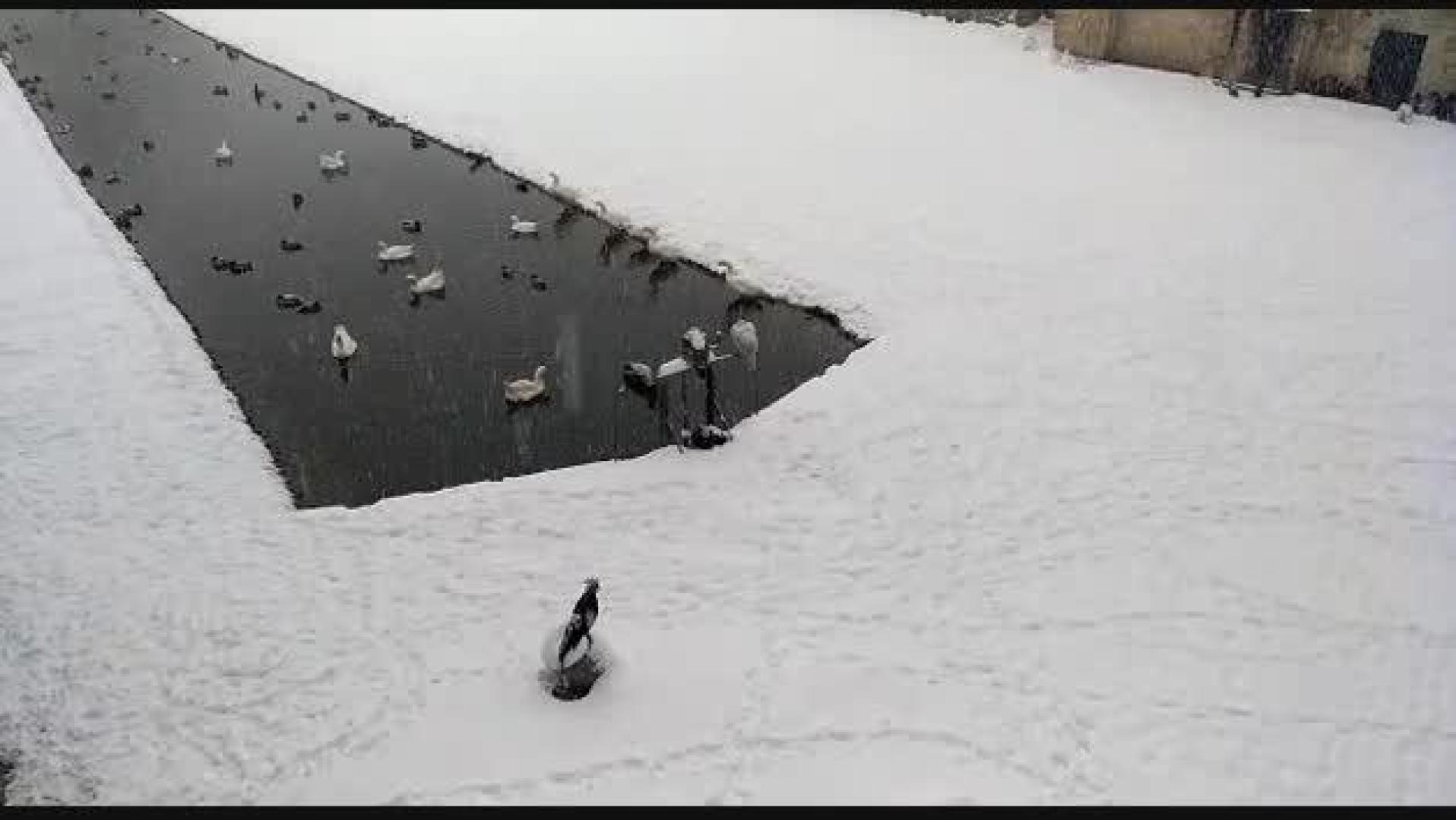 La nieve pinta de blanco parques y jardines
