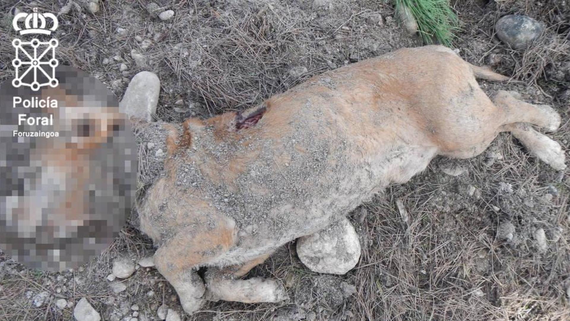 Imputado por matar un perro y enterrarlo en San Adrián