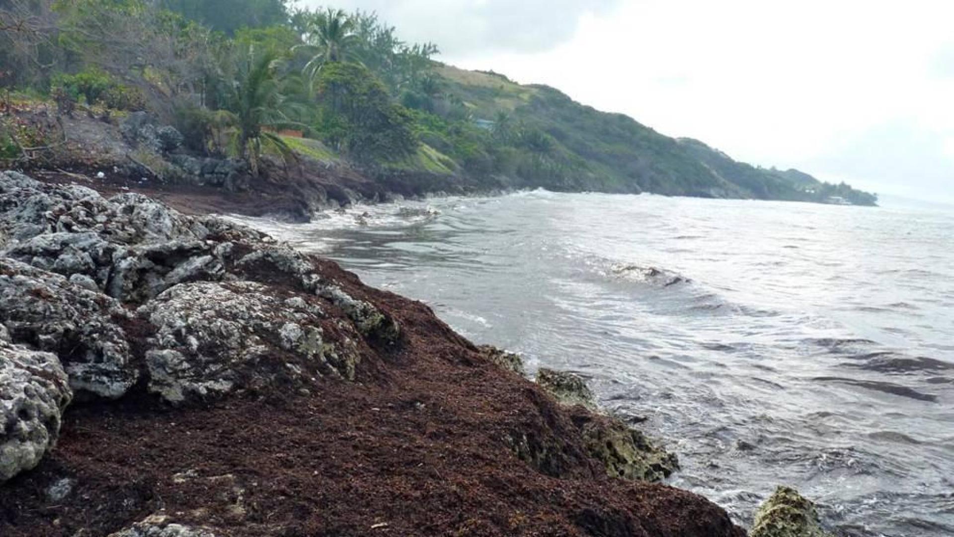 La marea marrón que inquieta en las Antillas