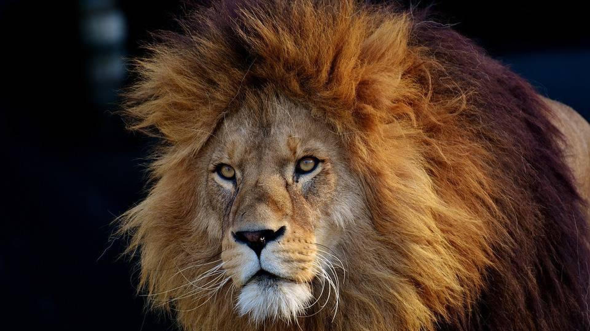Unos 200 leones mueren cada año en Tanzania a manos de pastores