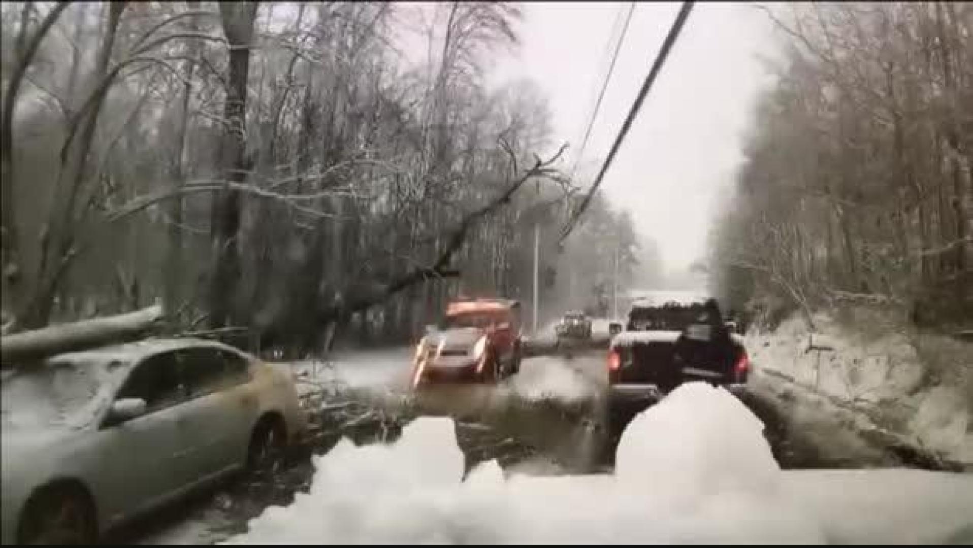 Ilesos de milagro unos bomberos tras precipitarse un árbol sobre su coche