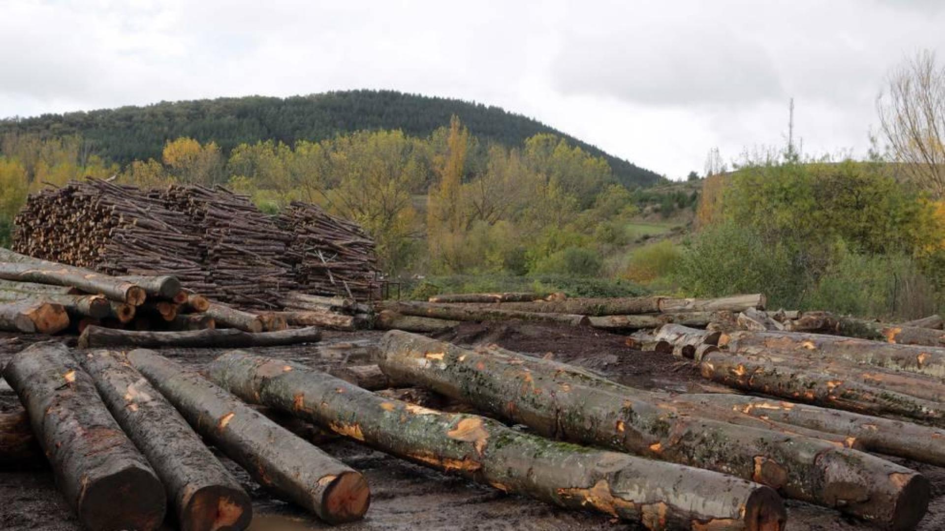 Ayudas por 450.000 euros para inversiones relacionadas con productos forestales