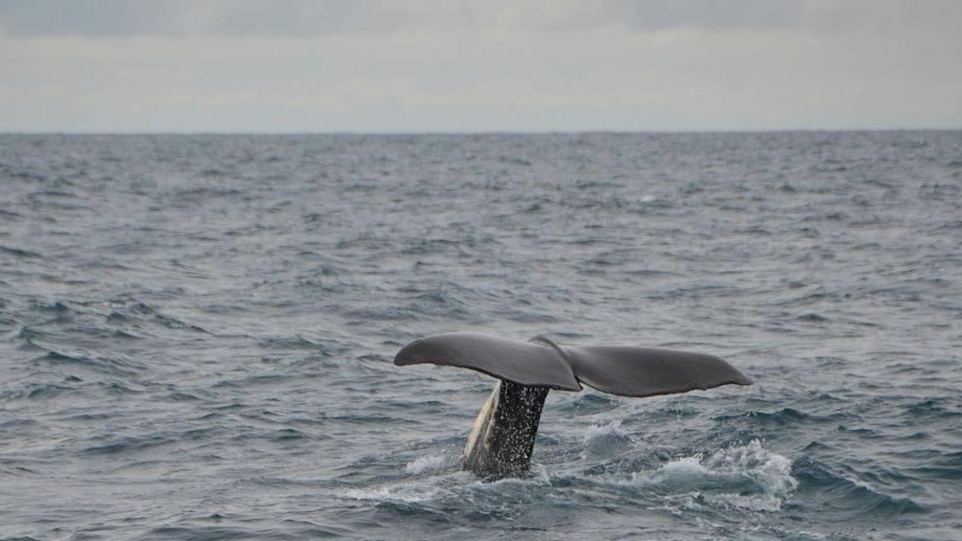 Ballenas pigmeas mueren al encallar en Taiwán llenas de bolsas de plástico
