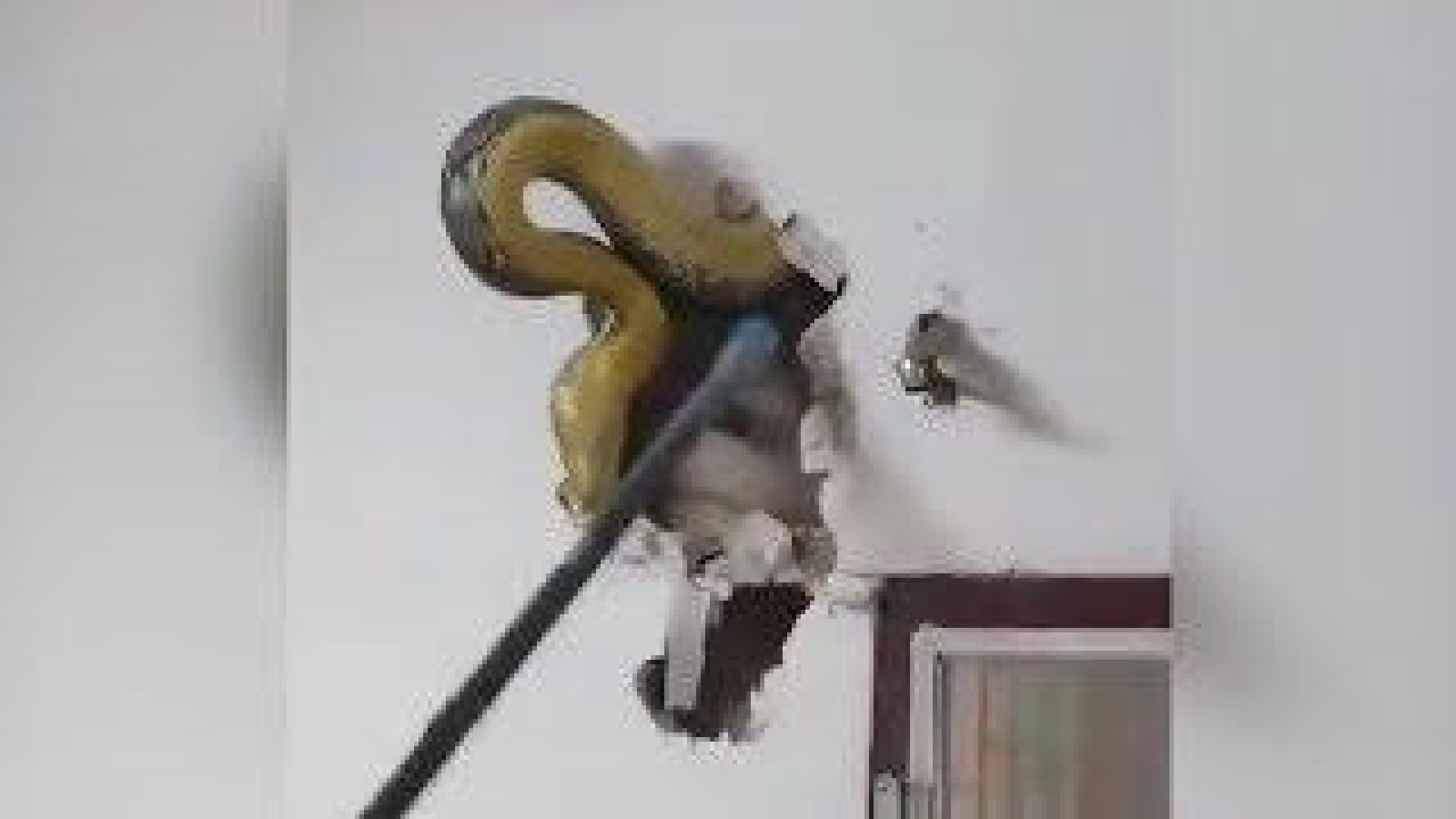 Pitón de 4,5 m encontrada en una pared