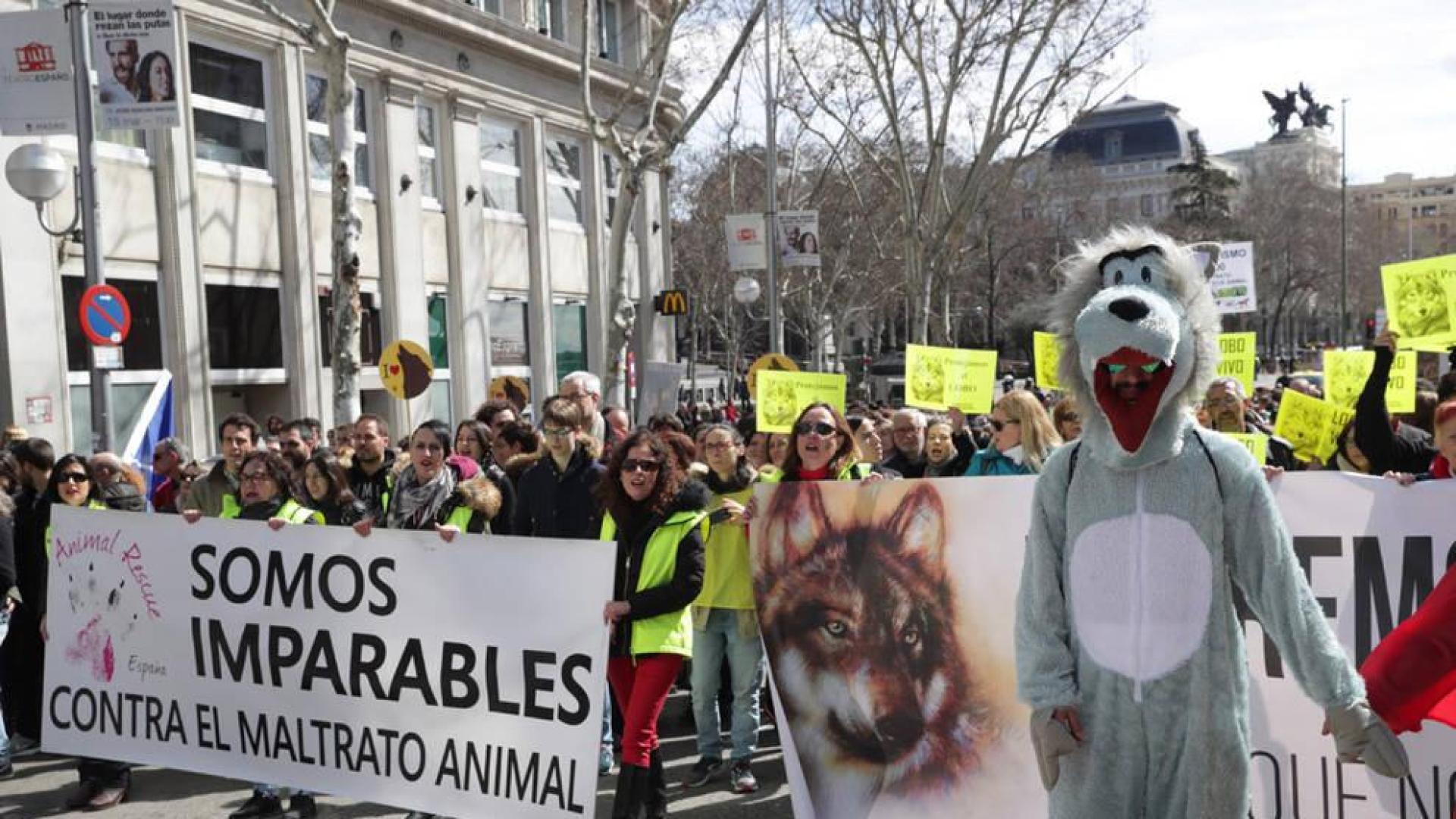 Cientos de personas se manifiestan en Madrid por la defensa del lobo ibérico