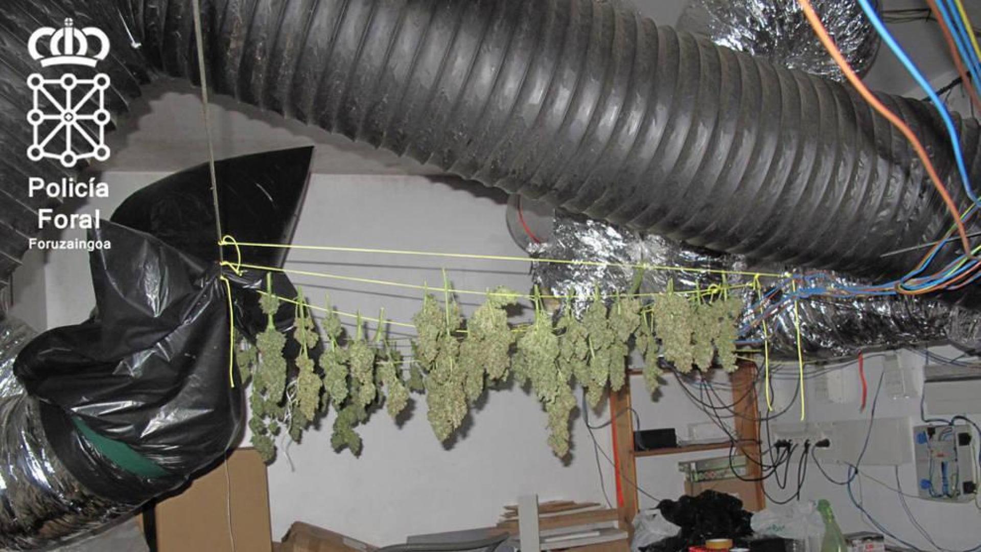 Imputado en Berbinzana por cultivo de marihuana