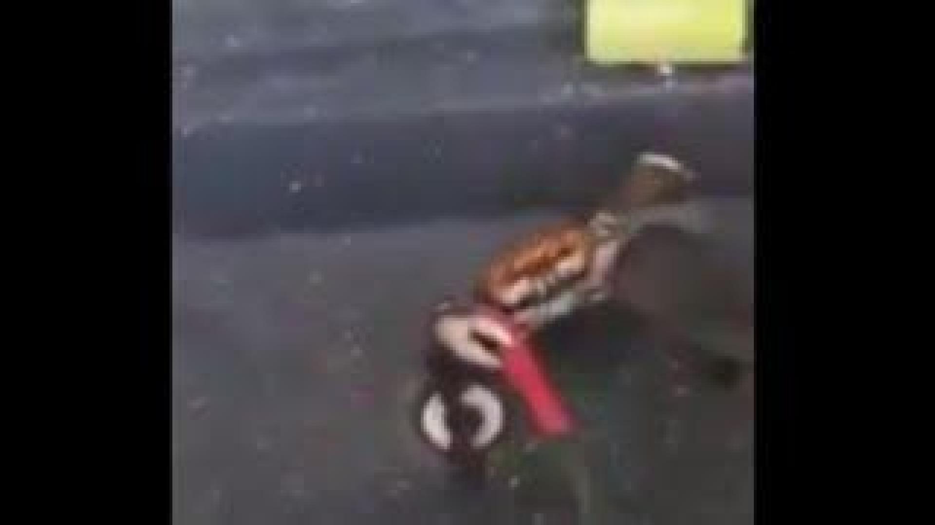 Un cangrejo 'lucha' con un cuchillo contra un cocinero