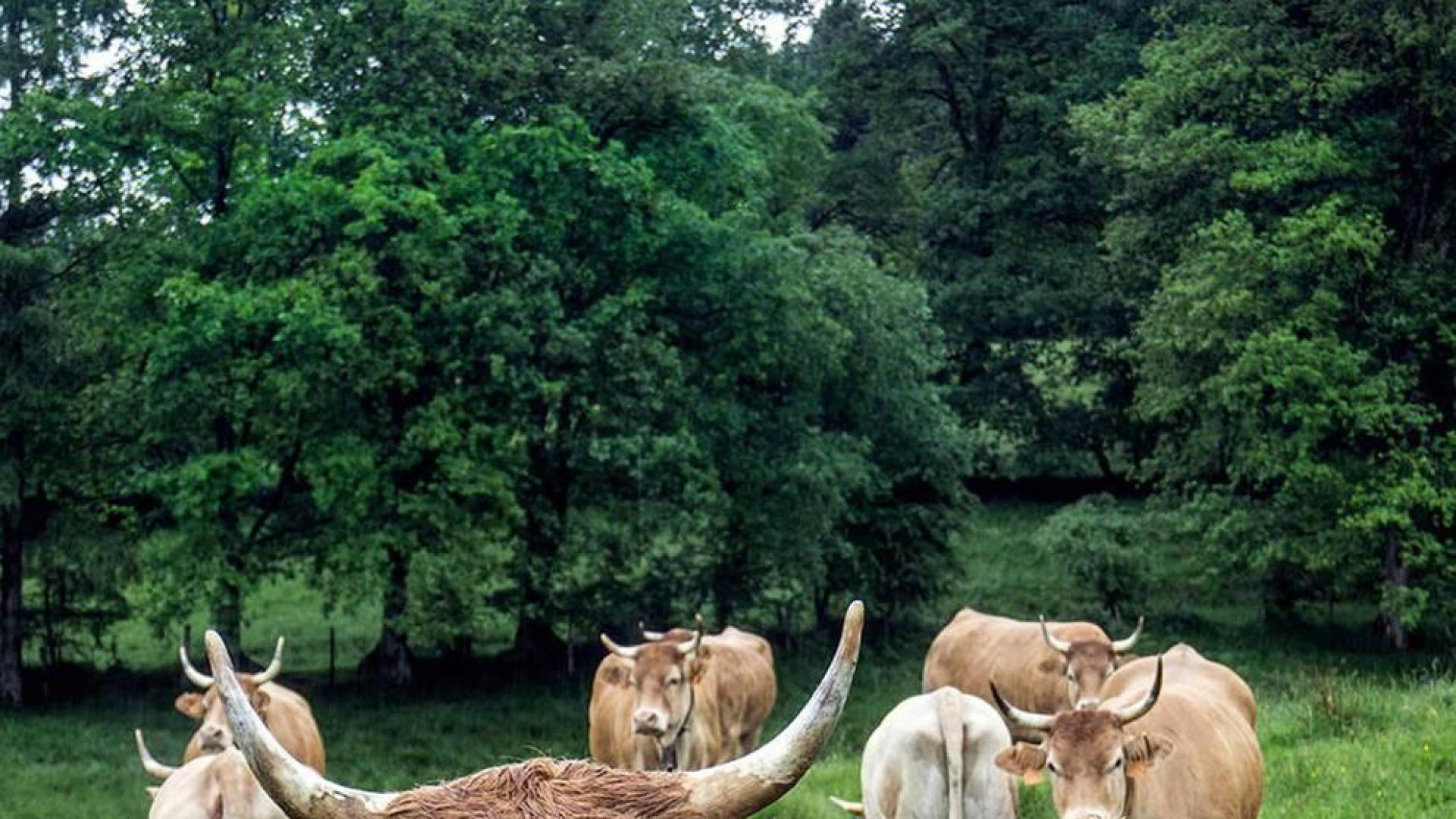 El posado de la vaca Pirenaica