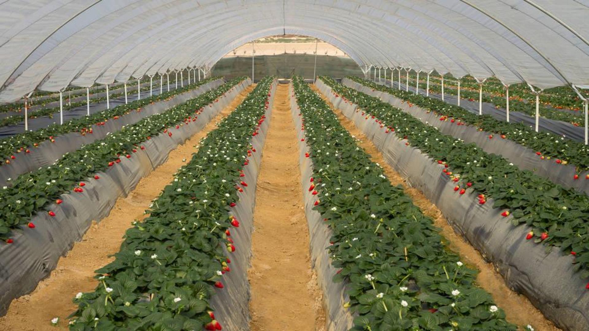 Del espárrago y endibia, a los frutos del bosque