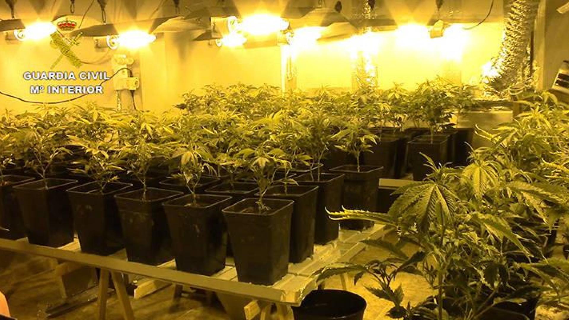 Desmantelan  en Mallorca 10 plantaciones de marihuana y detienen a 34 personas