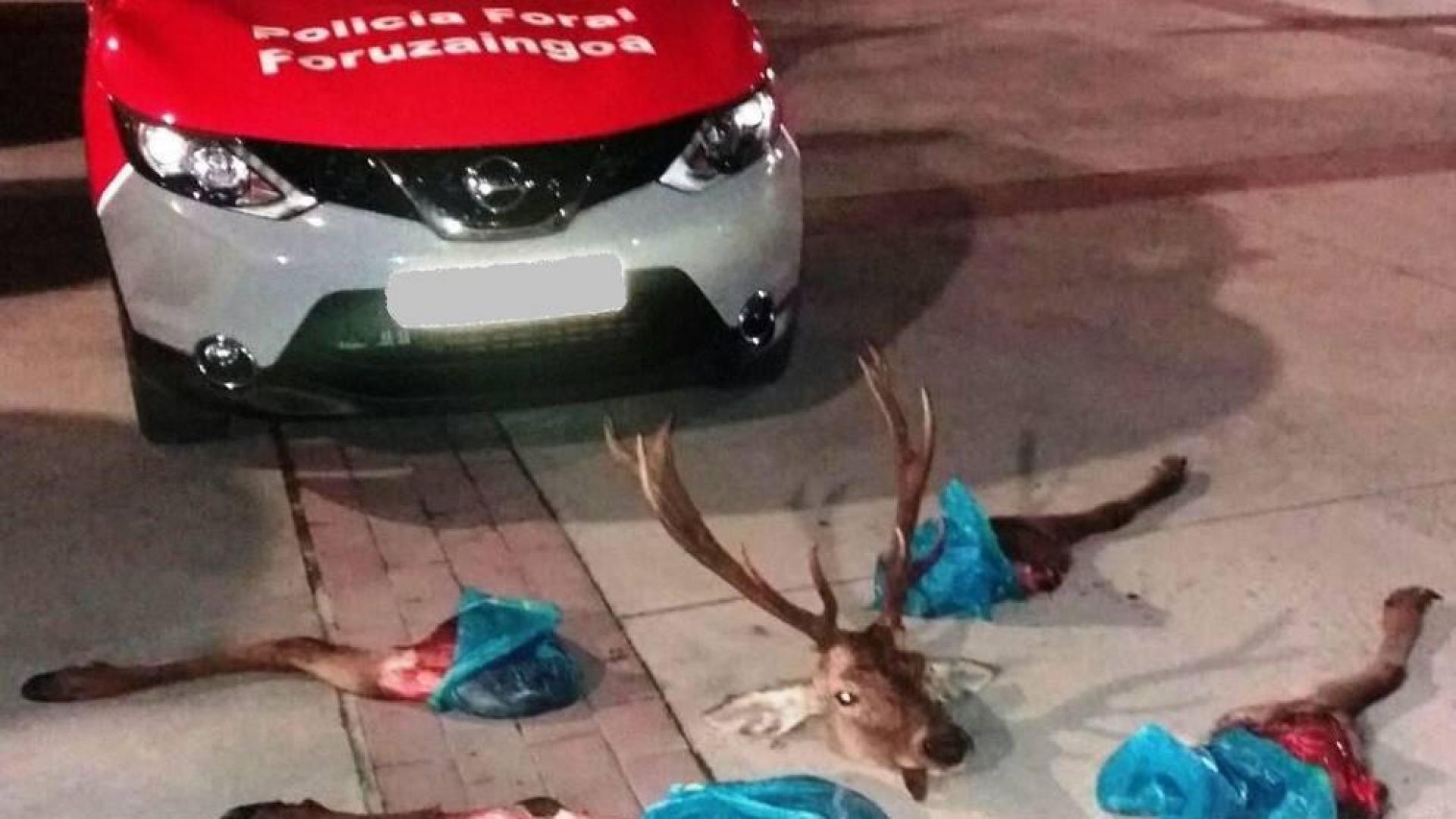 Incautado un ciervo descuartizado por dos jóvenes en Huarte