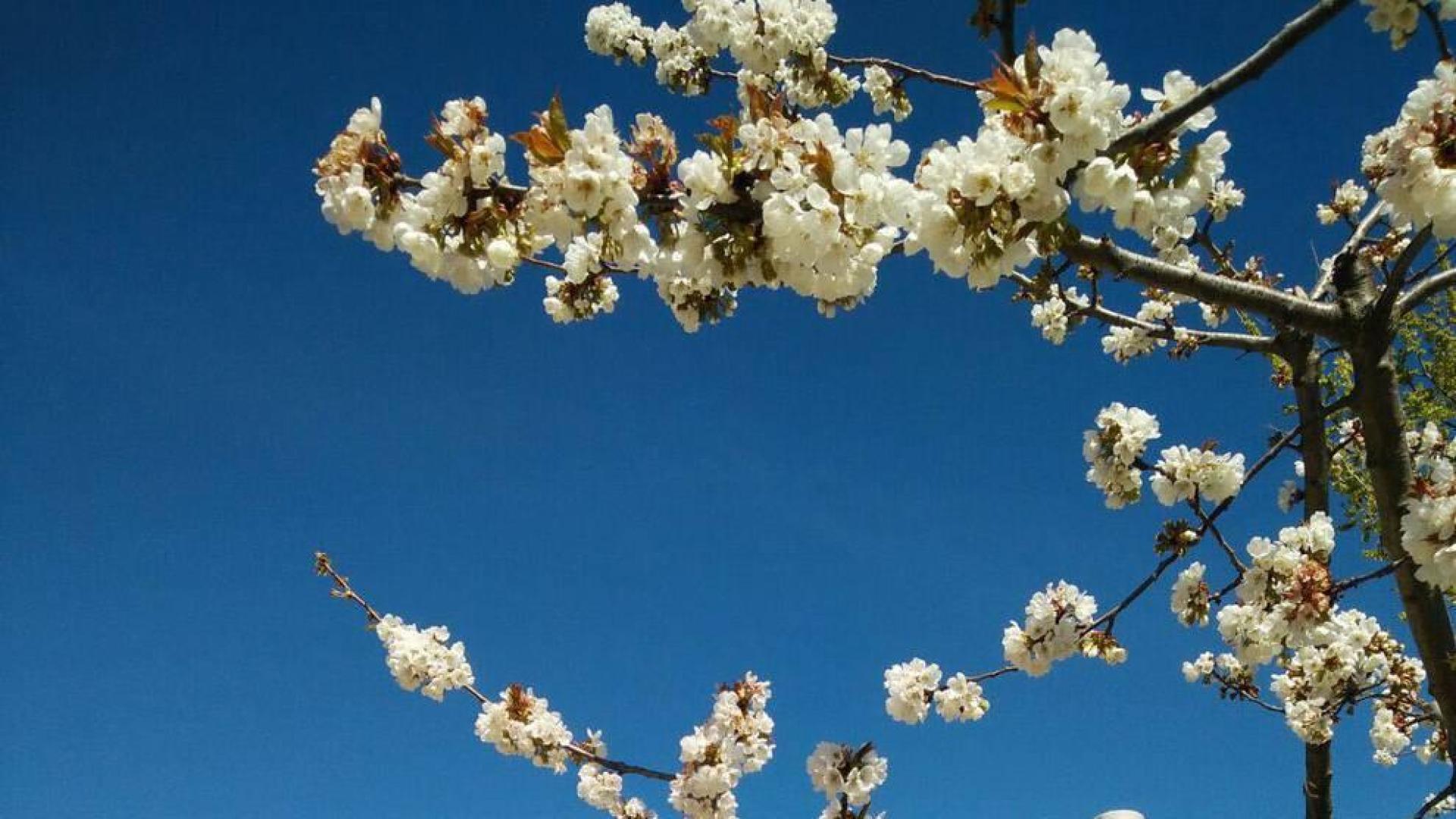 La primavera, retratada por los lectores de Diariodenavarra.es.