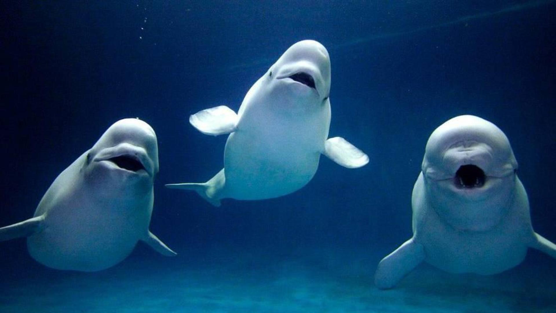 Las ballenas belugas valoran los lazos familiares al igual que los humanos