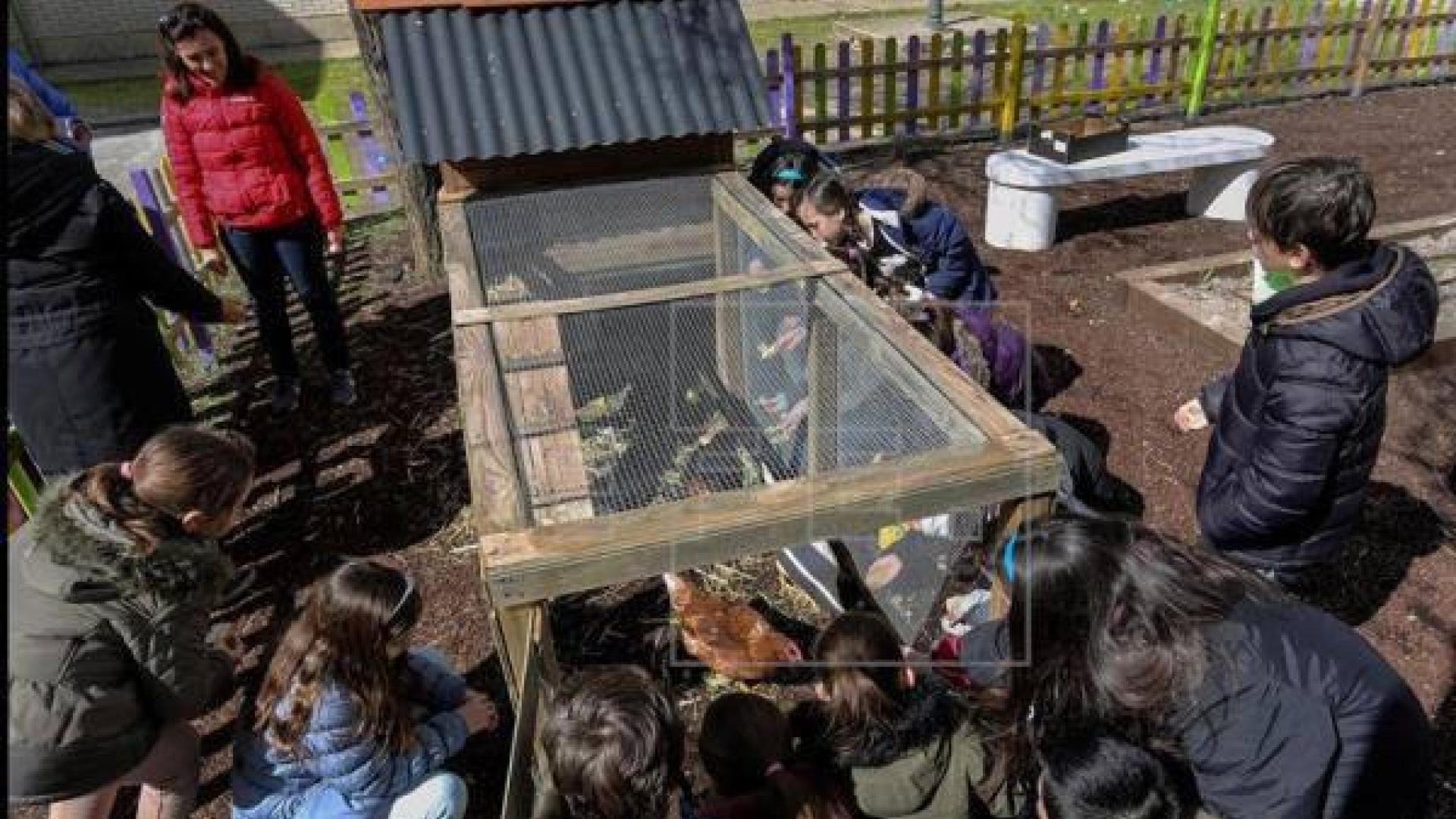 Un gallinero revoluciona la educación en un colegio