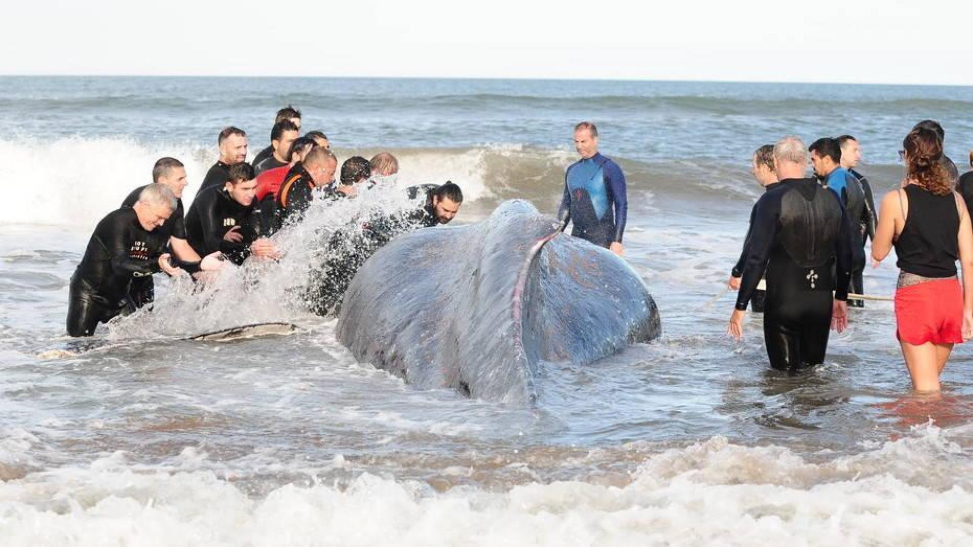 El adiós a la ballena que encalló en Argentina