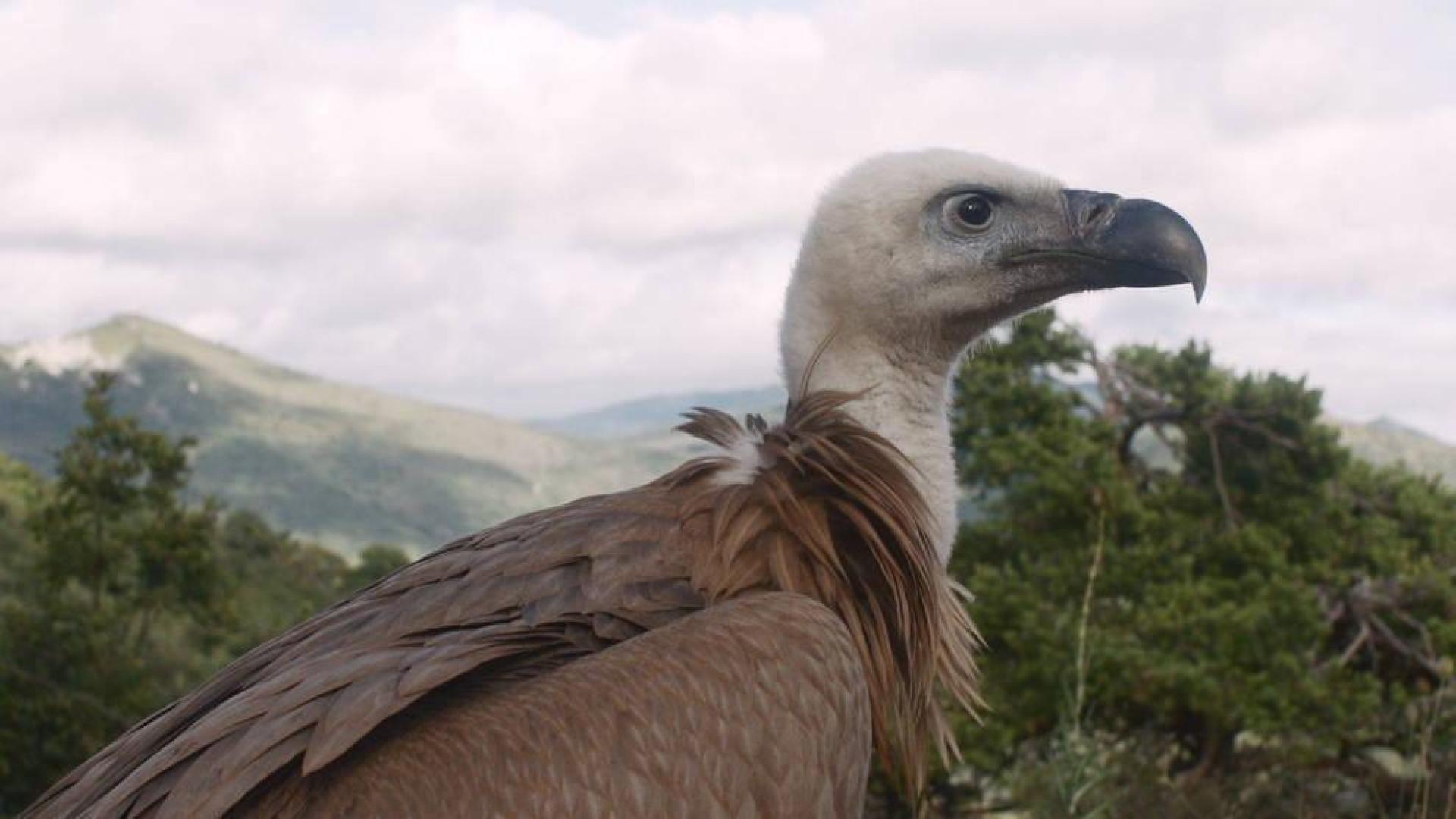 Un cortometraje sobre el paisaje tras el embalse de Itoiz, en un festival suizo
