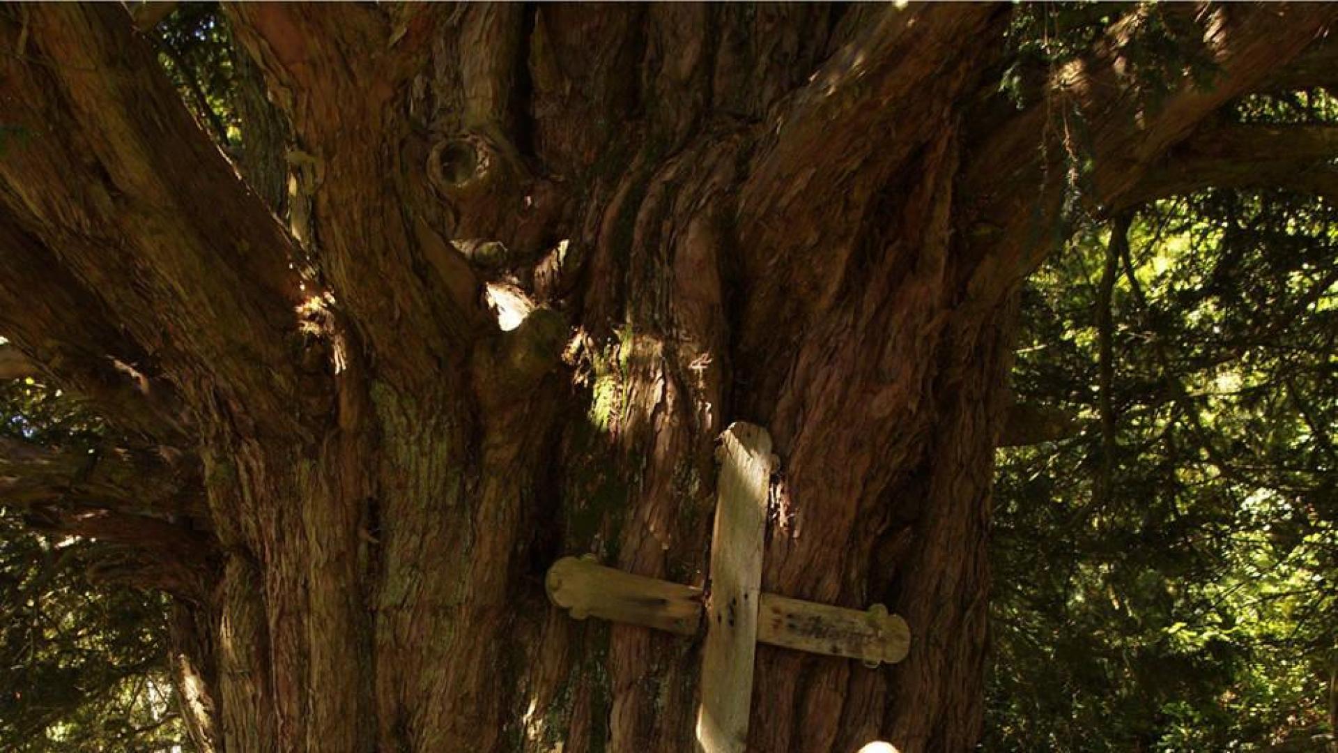 El naturalista de Urbasa Ignacio Abella cuenta cómo los árboles explican el clima