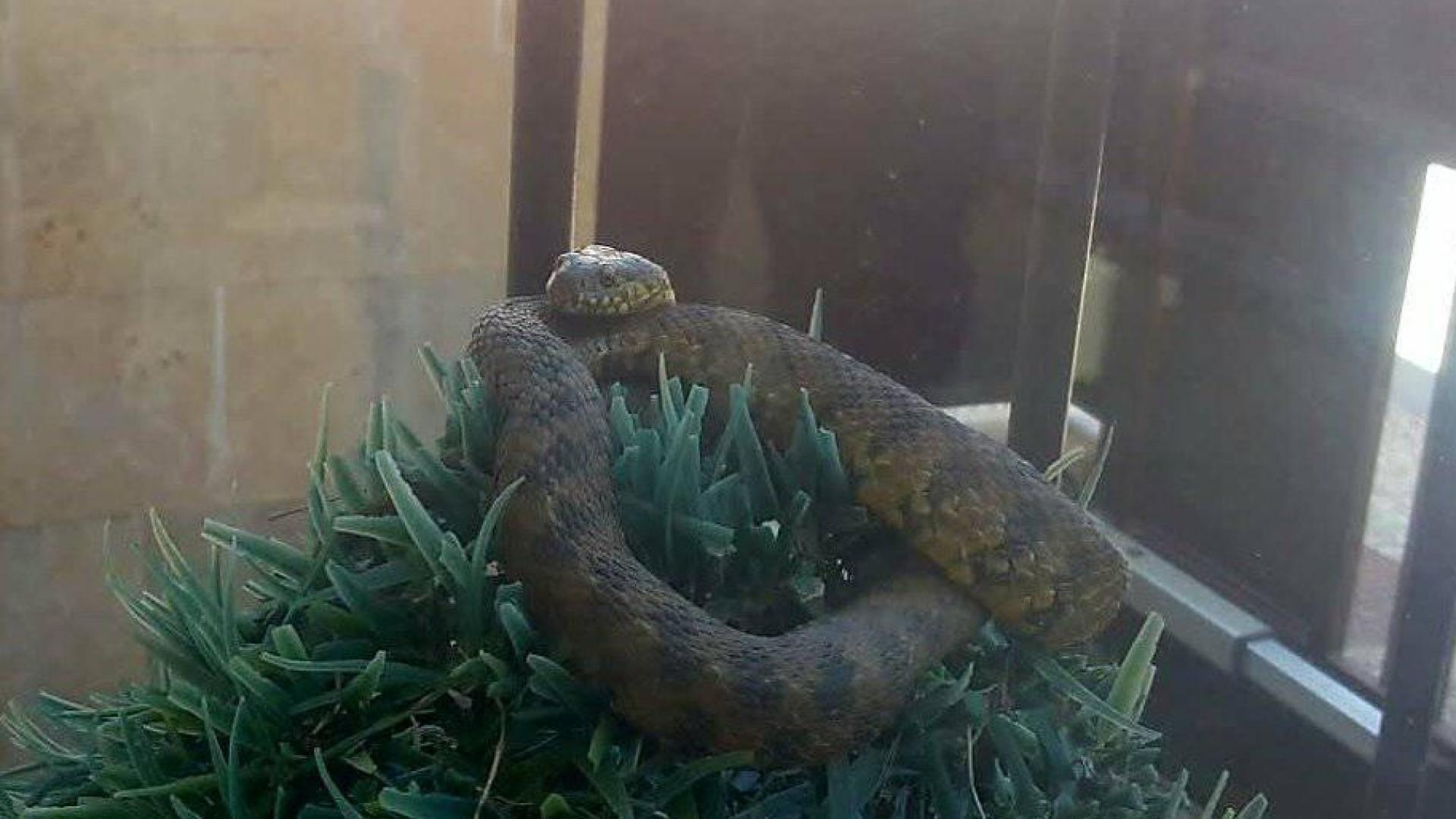 Encuentran una víbora y una culebra viperina en sendas viviendas de Gorraiz y Tafalla