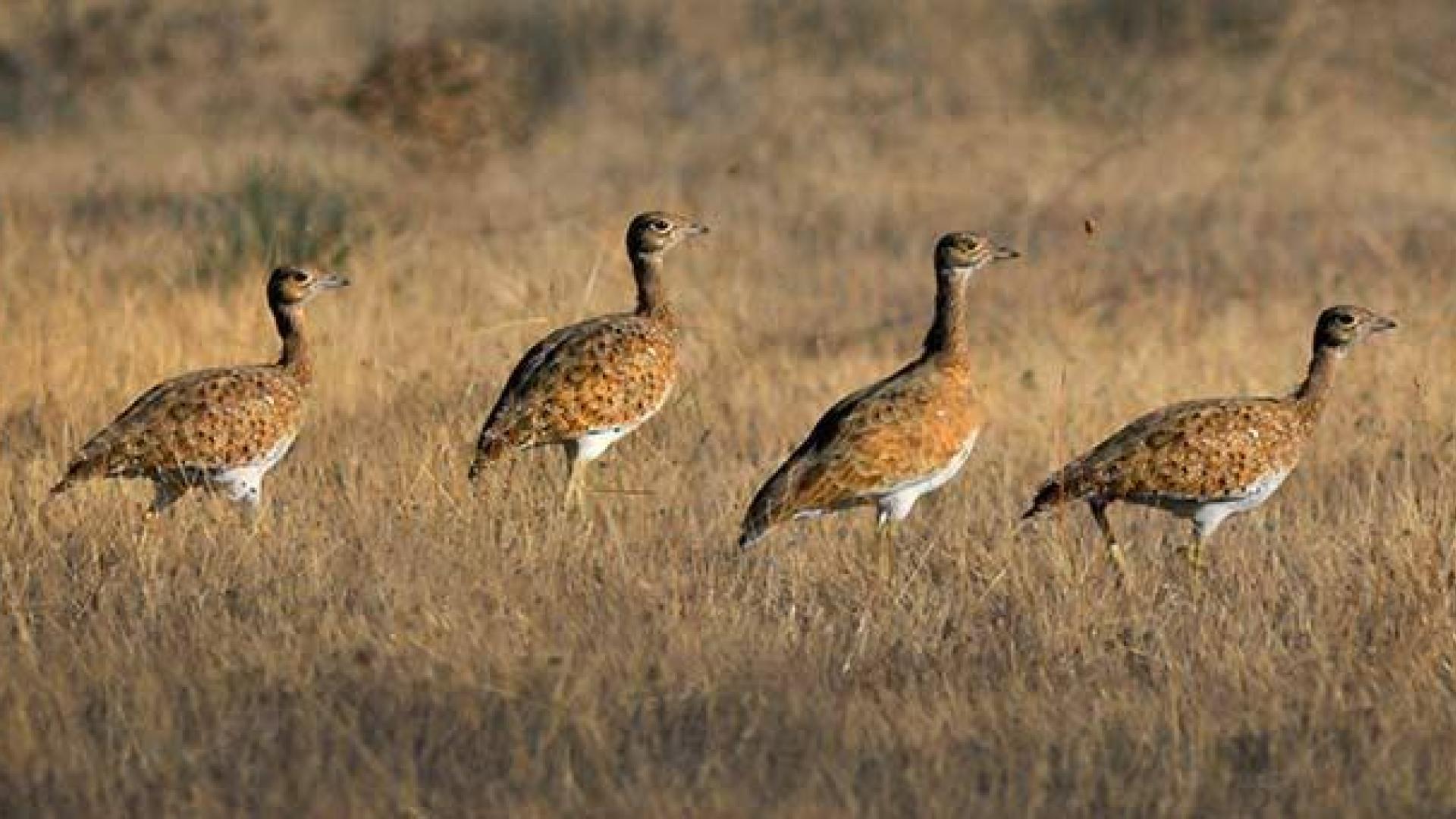 El sisón se encuentra al borde de la extinción, también en Navarra
