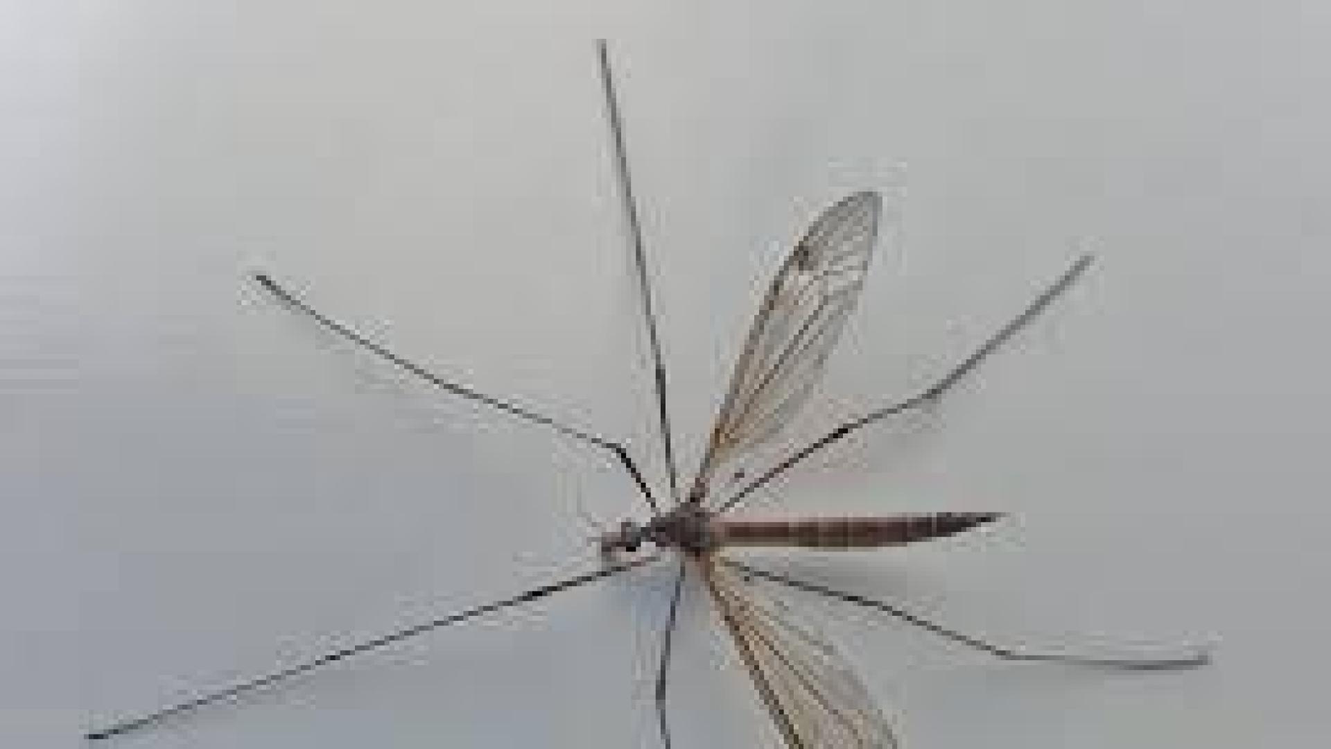 Descubren en China el mayor mosquito del mundo, con 11 cm de envergadura