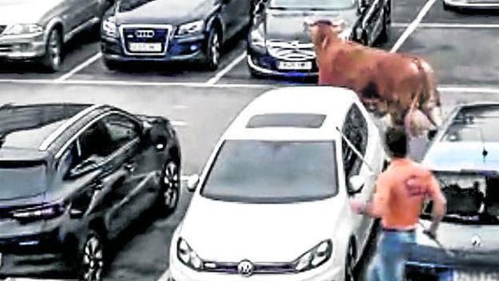 Un buey se pasea por las calles de Llodio y siembra el pánico por una hora