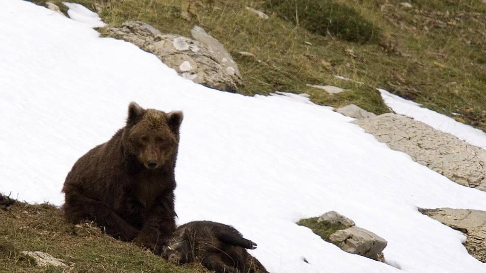 700 ovejas muertas o desaparecidas en los 12 años del oso en el valle de Roncal