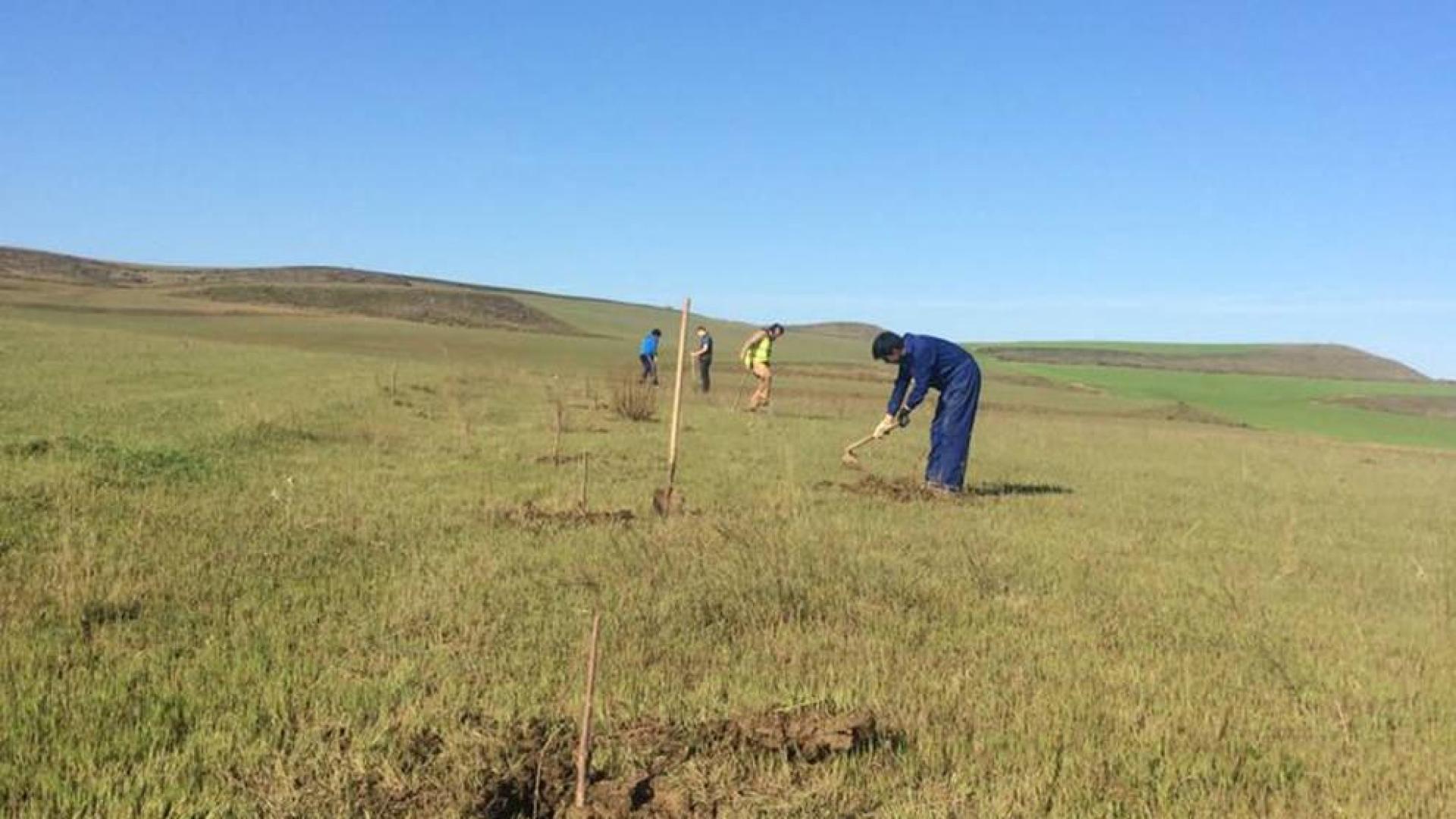 Plantan tamarices que delimitan la Cañada Real a su paso por Tafalla