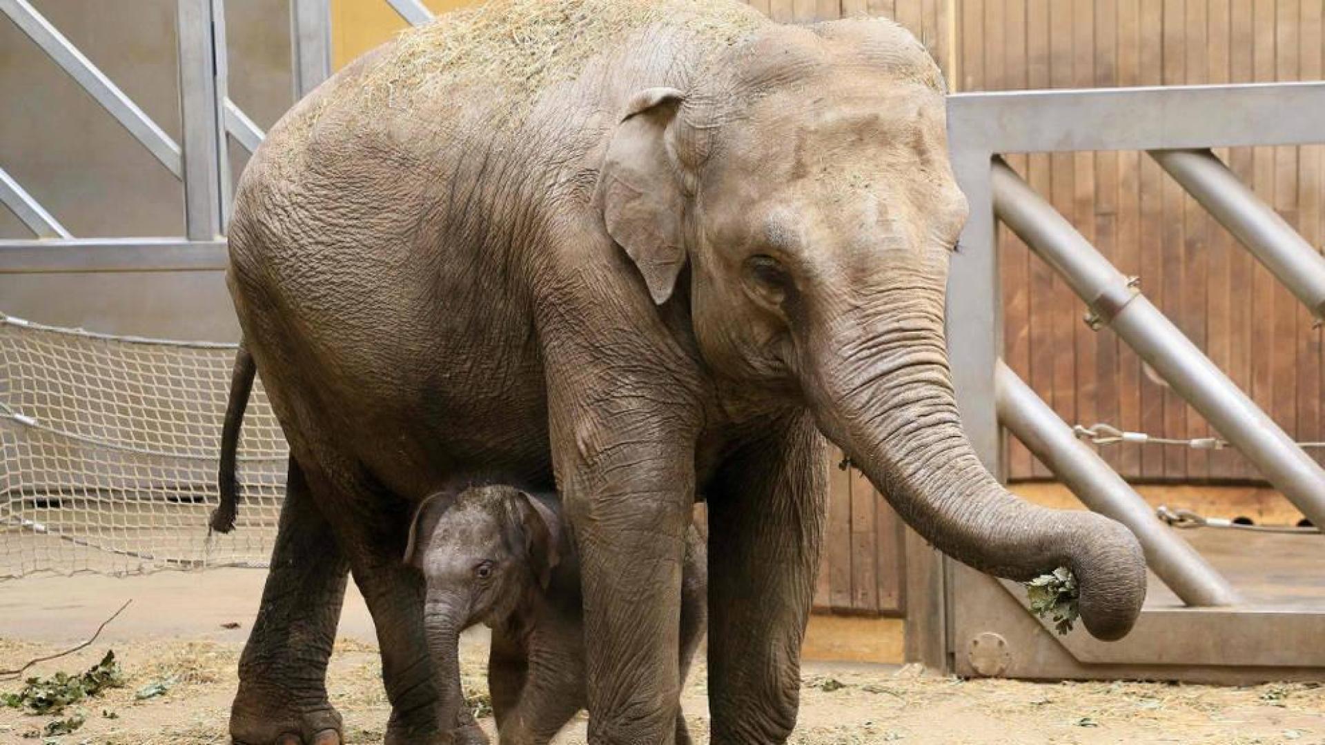 Muere un joven indio cuando trataba de hacerse un selfi con un elefante