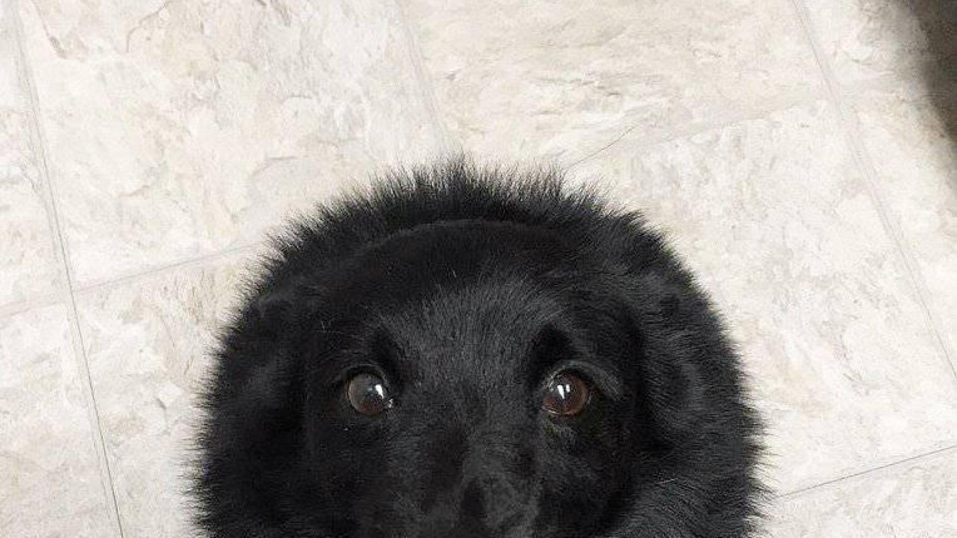 Una foto de un perro con forma de esfera por un efecto óptico arrasa en Twitter