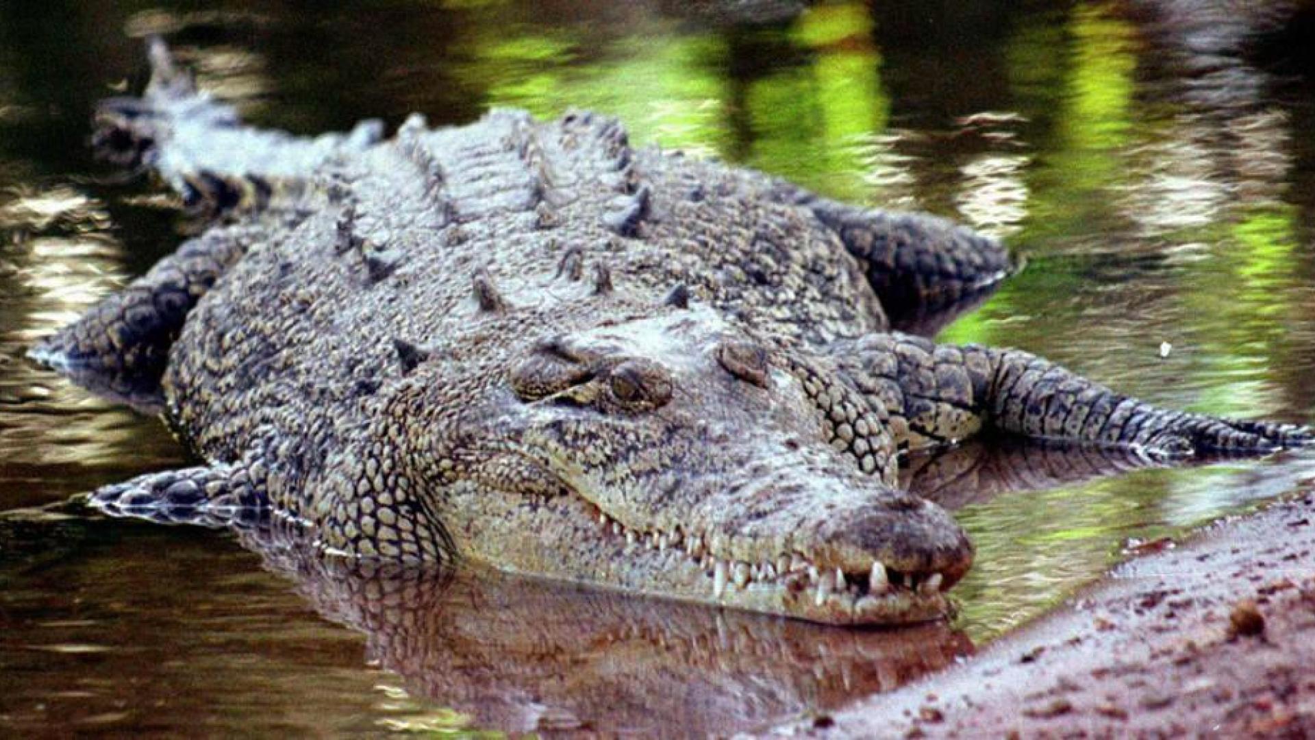 Cómo atrapar un cocodrilo con las manos y una red